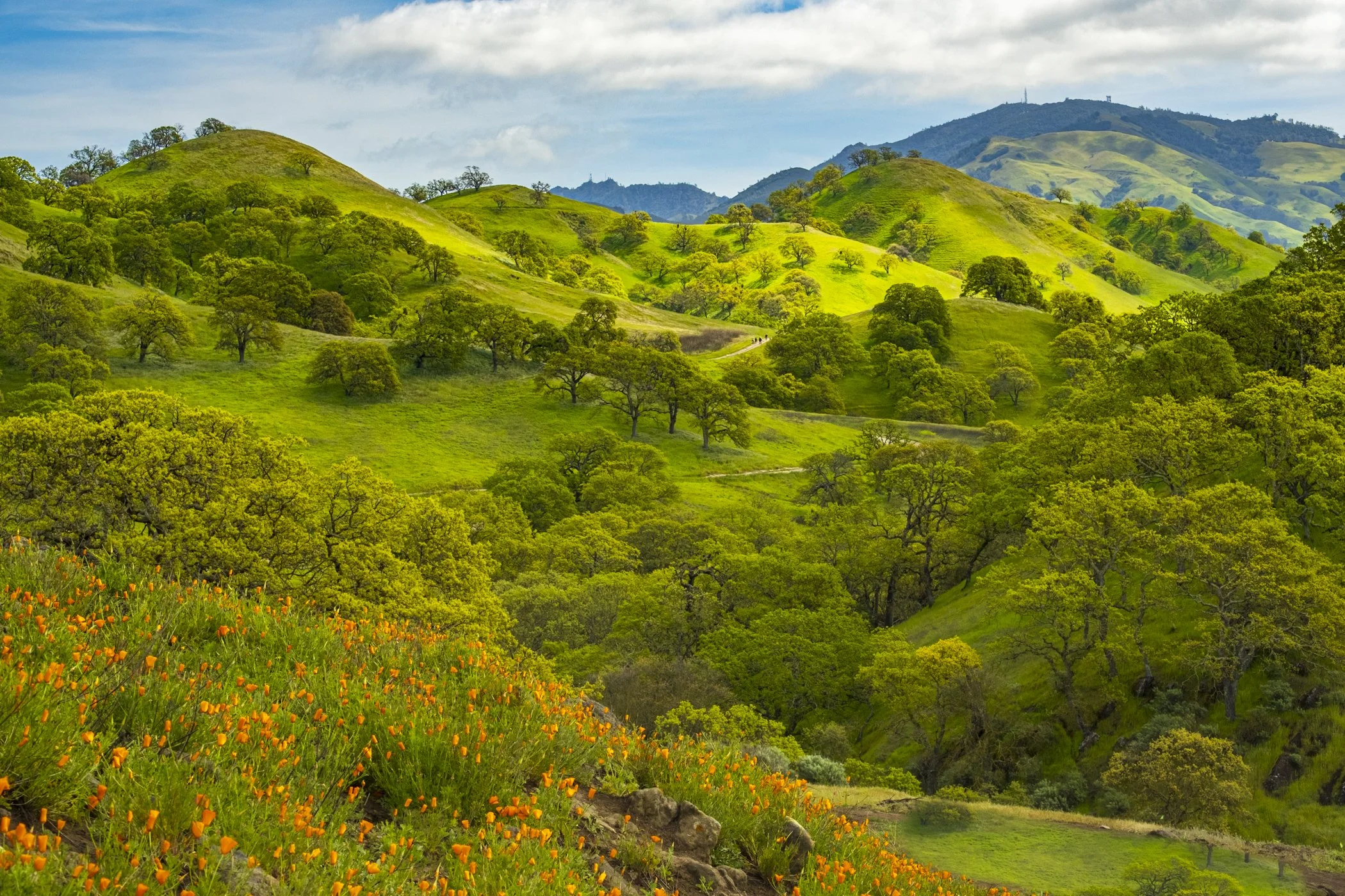 Viridescence 
(Latin orgin) Pronunced: vih-rid-ESS-ens
— the greening of the earth in spring.
