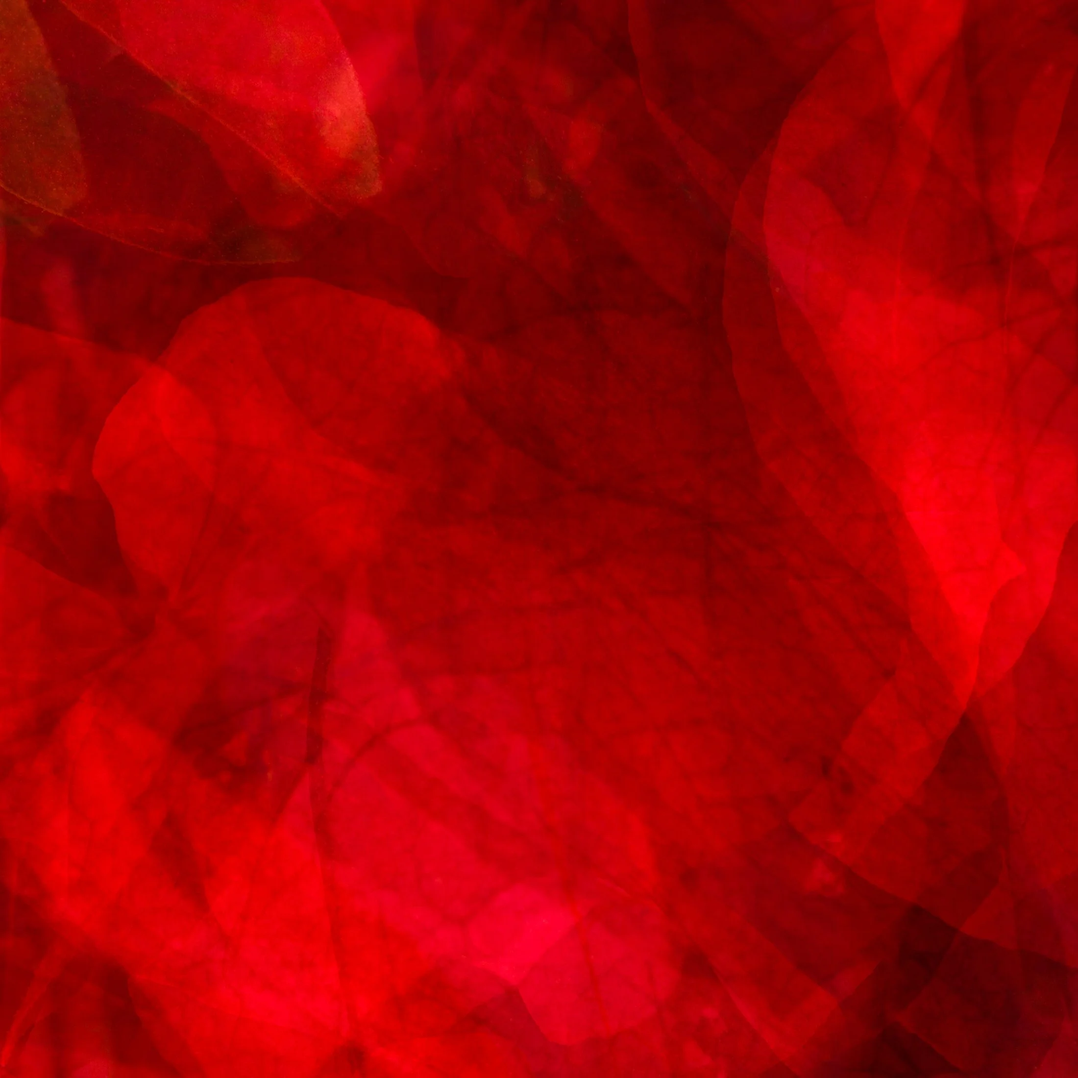 Red Like the Rose