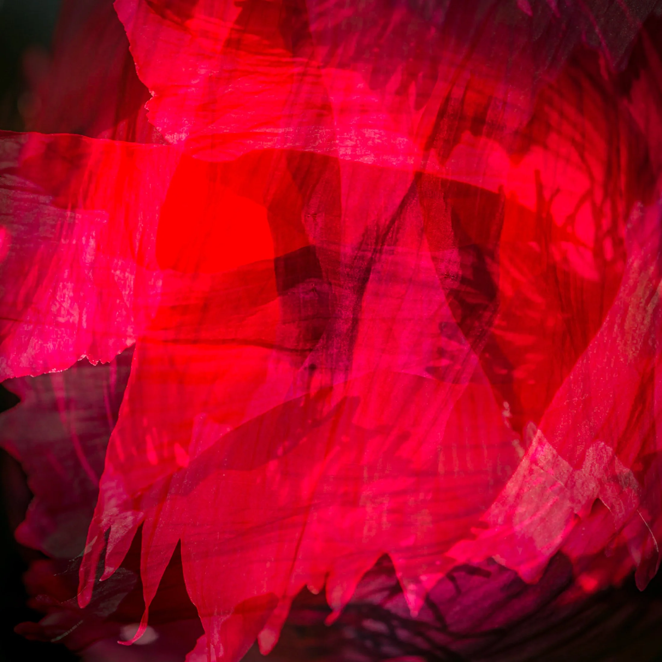 Red Poppy Collage