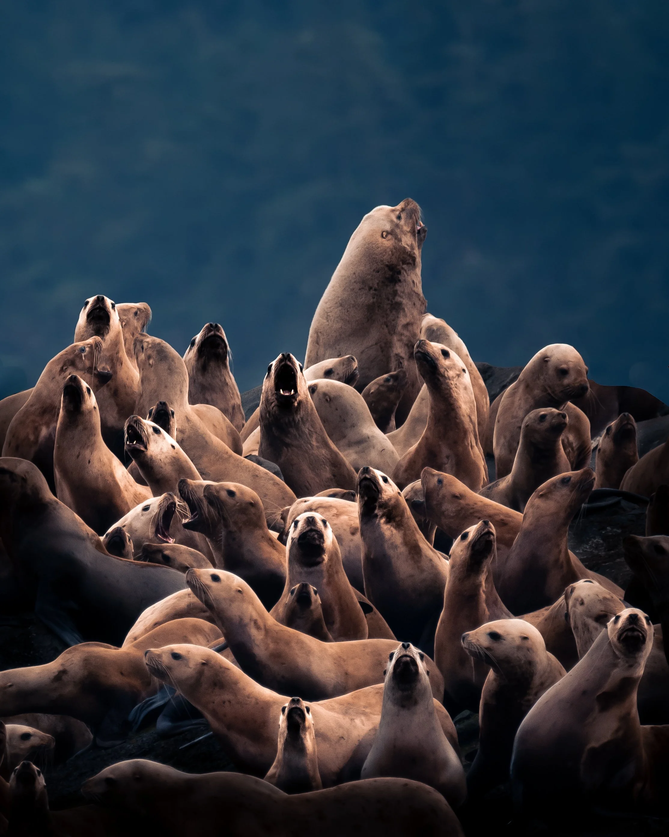 Sea Lions