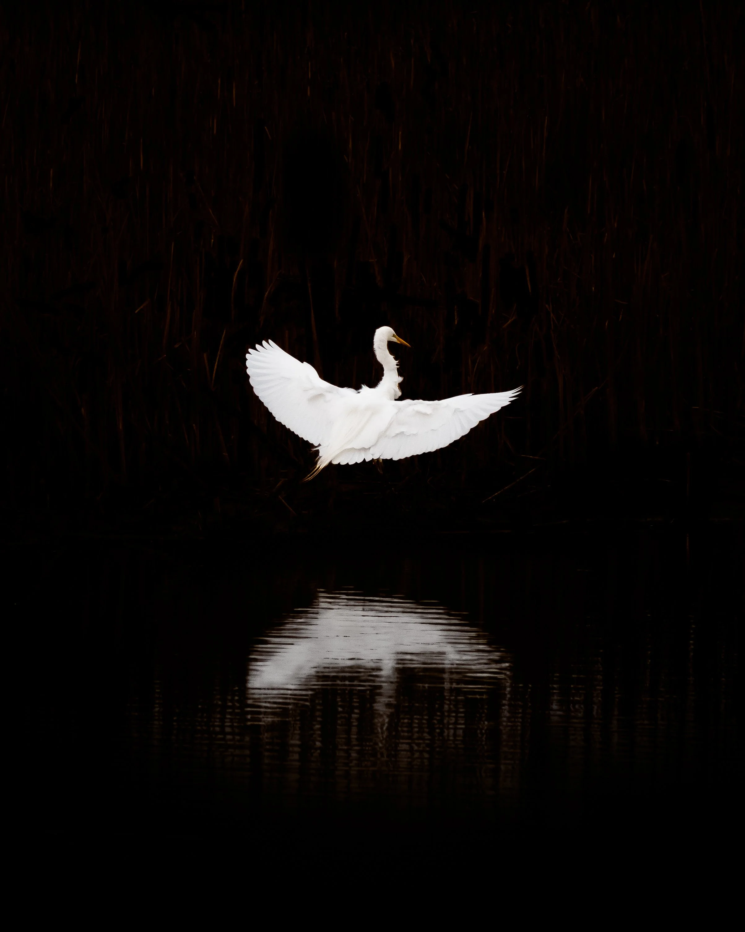 Great Egret