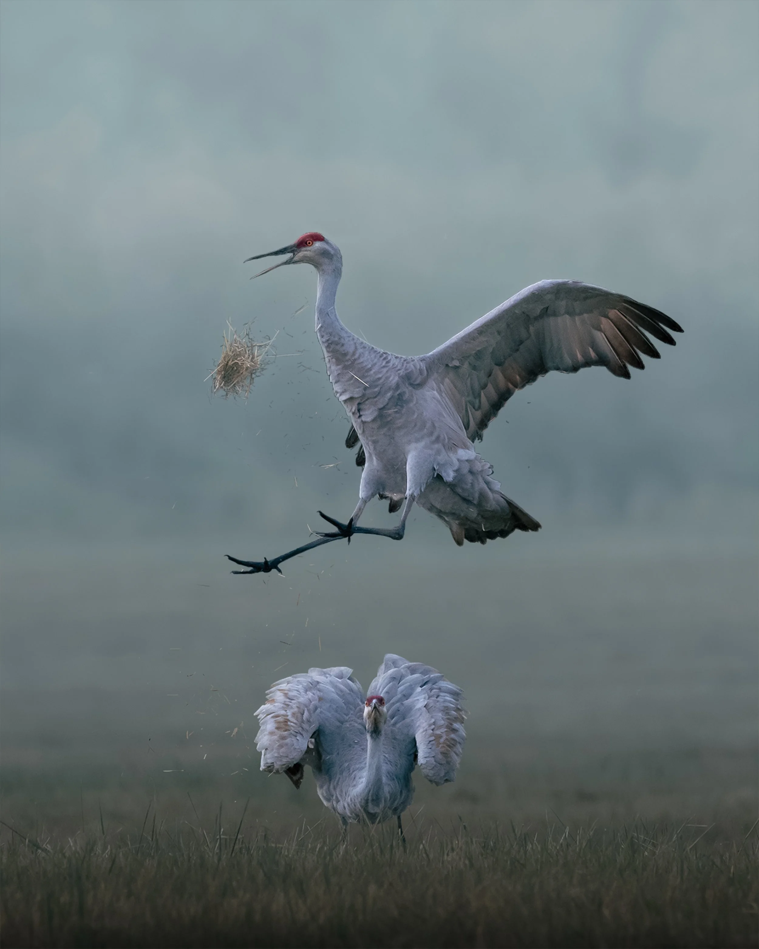 Sandhill Cranes