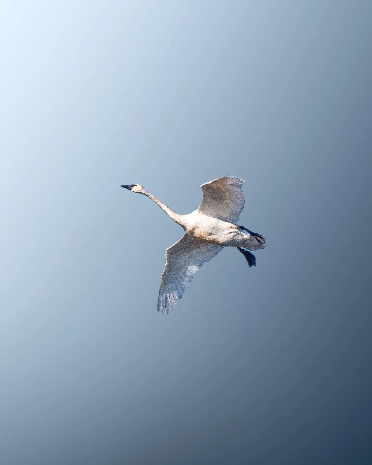 Tundra Swan