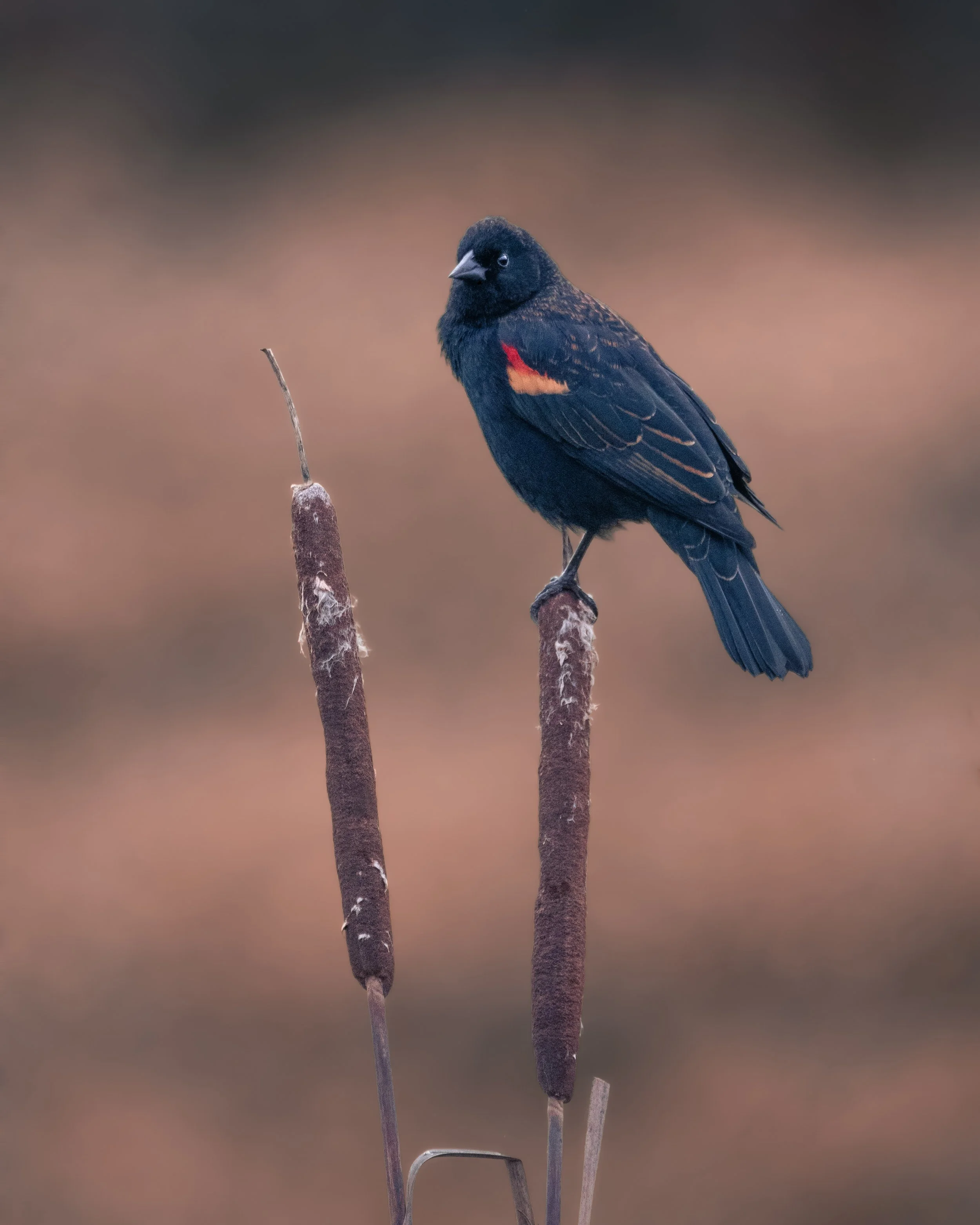 Red-winged Blackbird