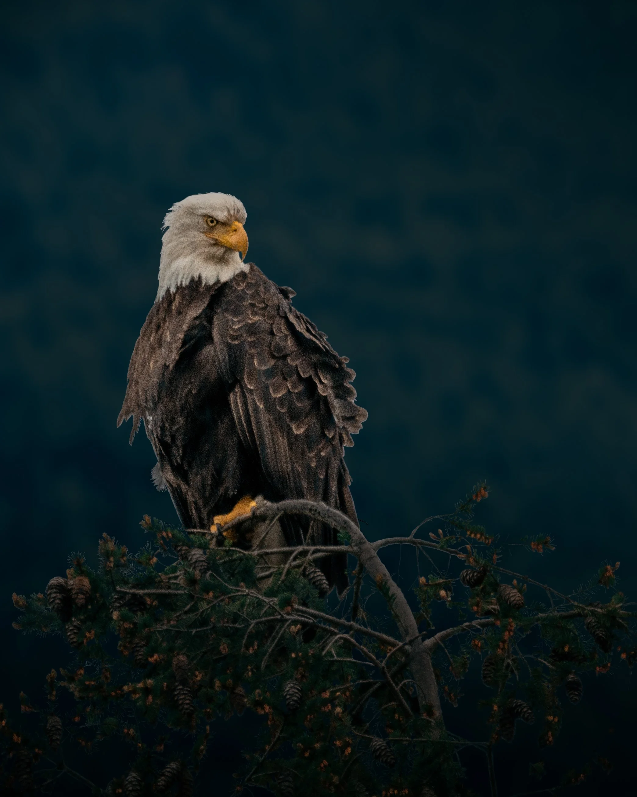 Bald Eagle
