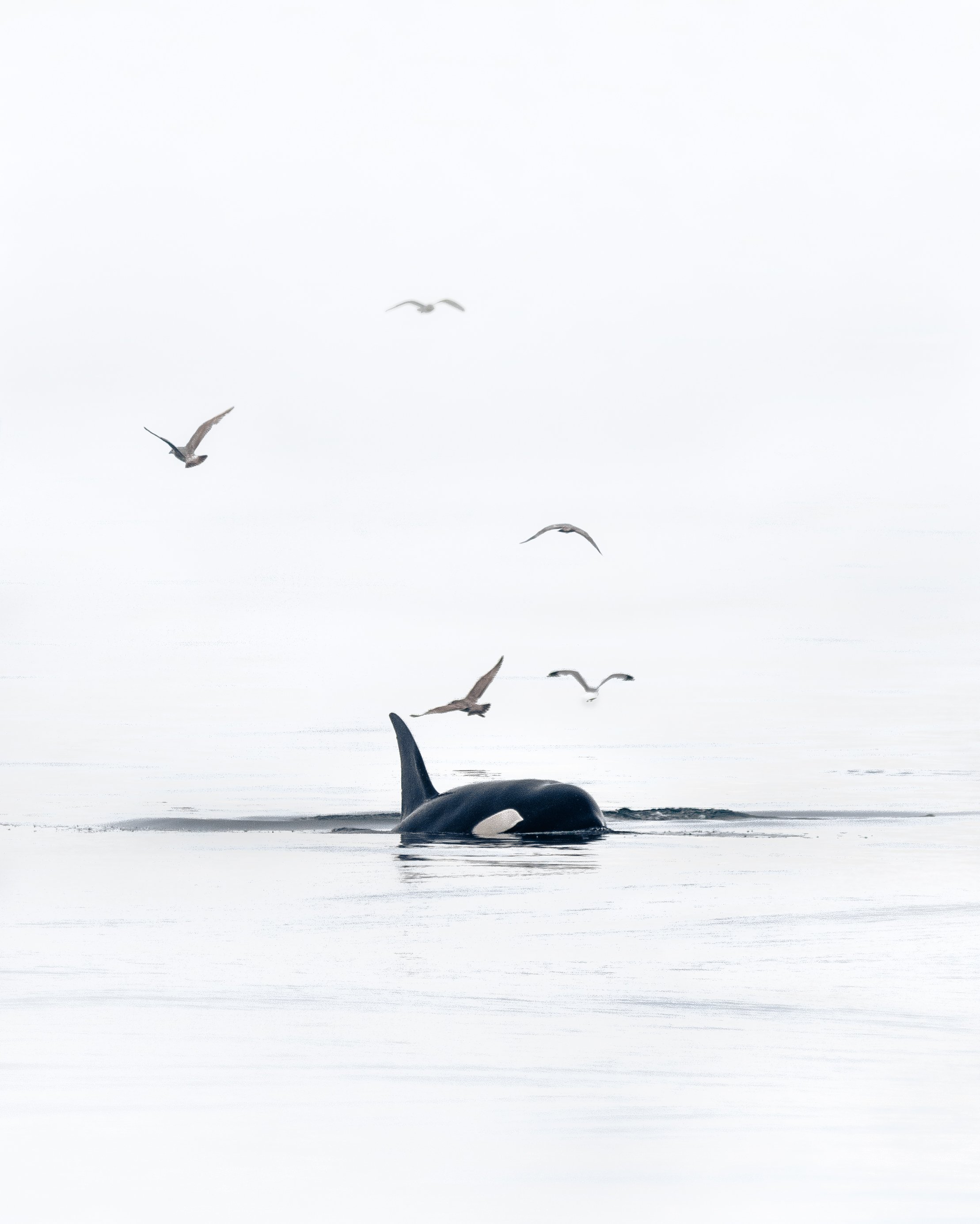 Orca Whale 