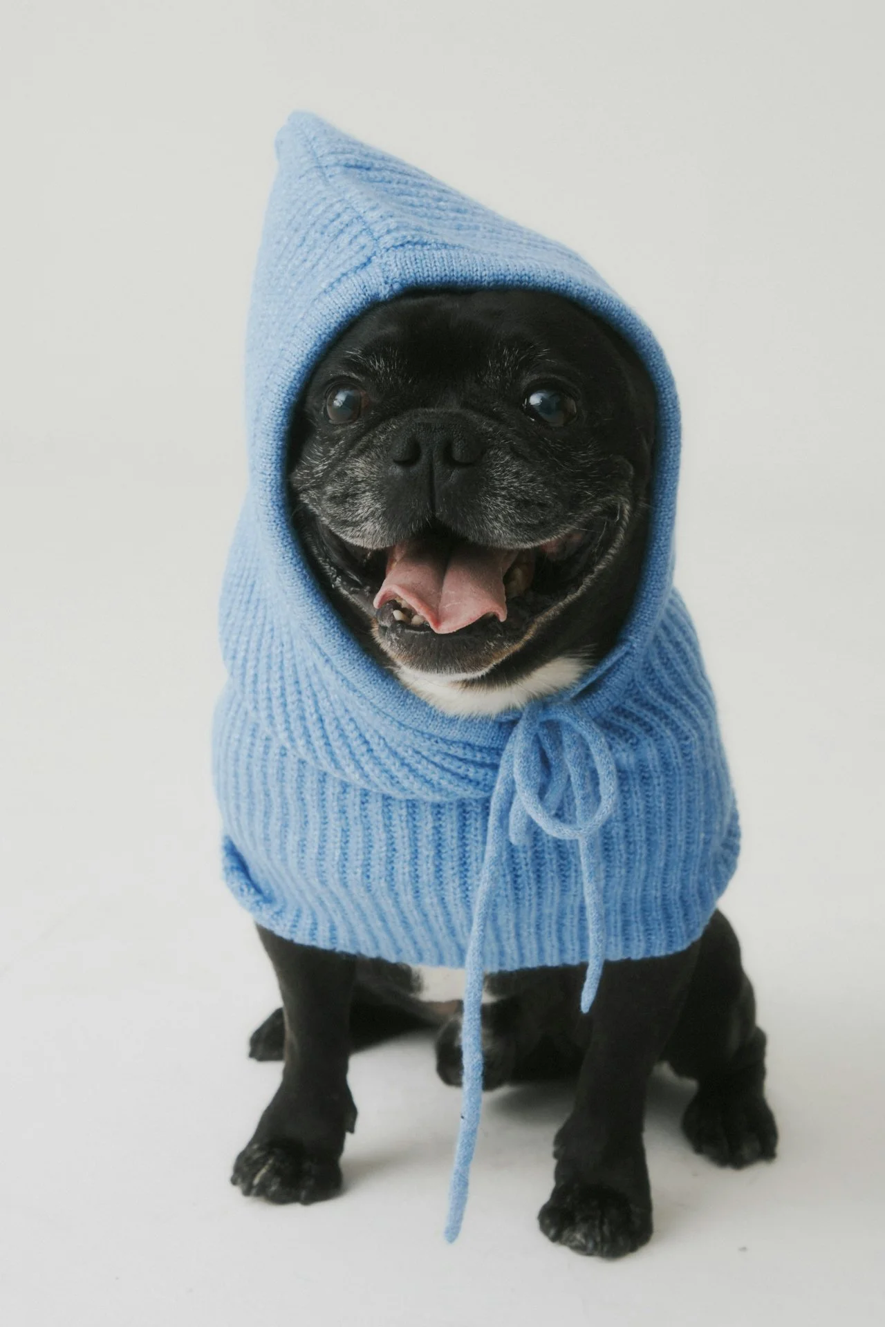 A black French Bulldog wearing a blue hoodie, sitting on a white background, with its tongue out and smiling.