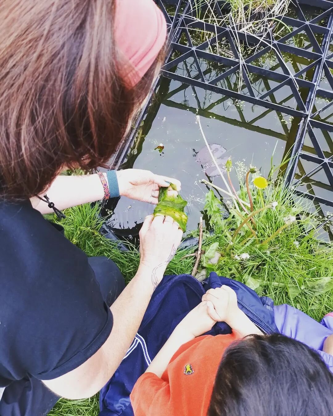 * P O N D&nbsp; L I F E *&nbsp; We built this pond at one of our school sites three ago. It has developed year by year and we are always excited to see what pond life is existing there. This week, we cleared some blanket weed which was beginning to t