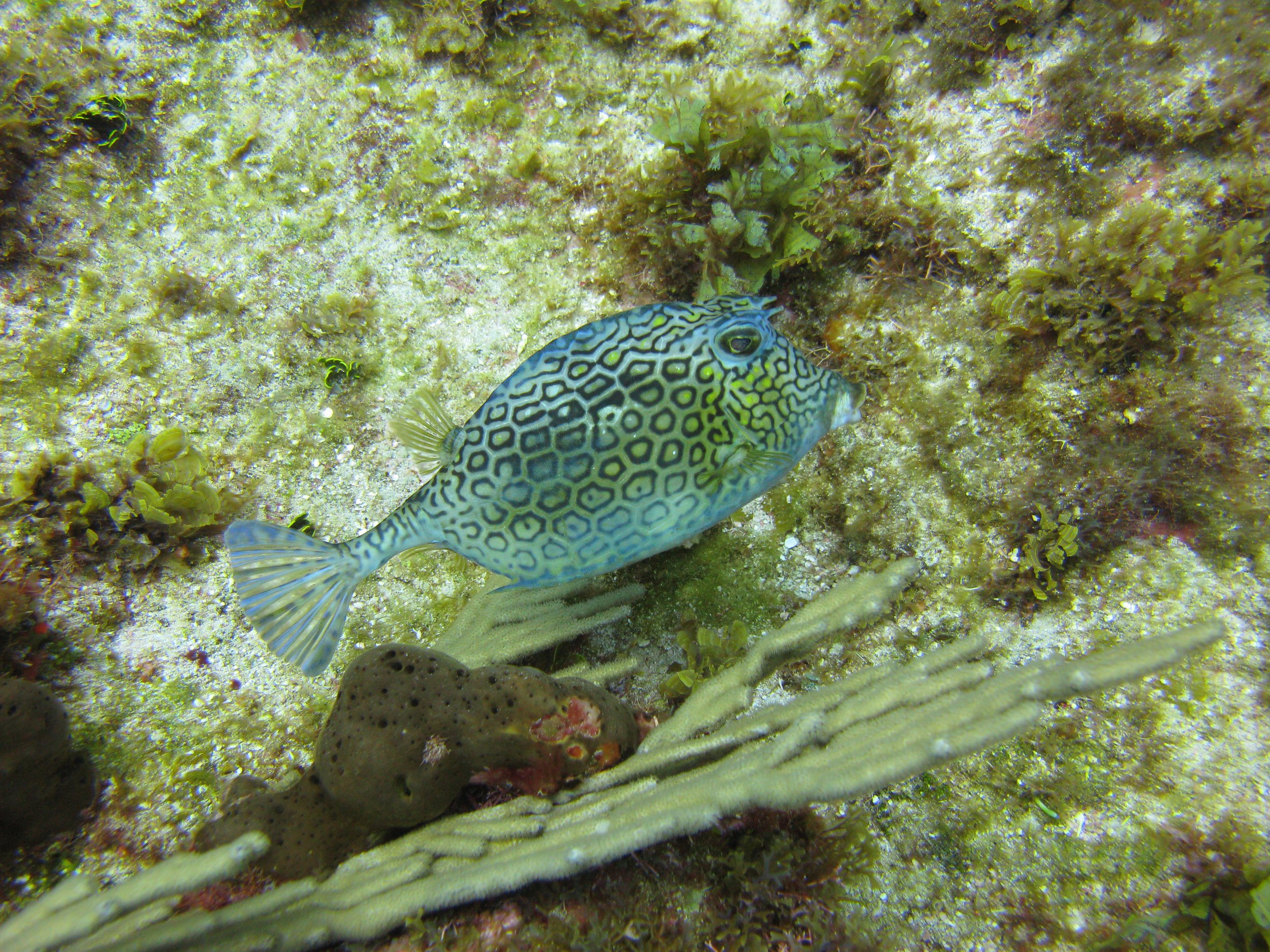 Coffre à cornes - Honeycomb Cowfish - Acanthostracion polygonius