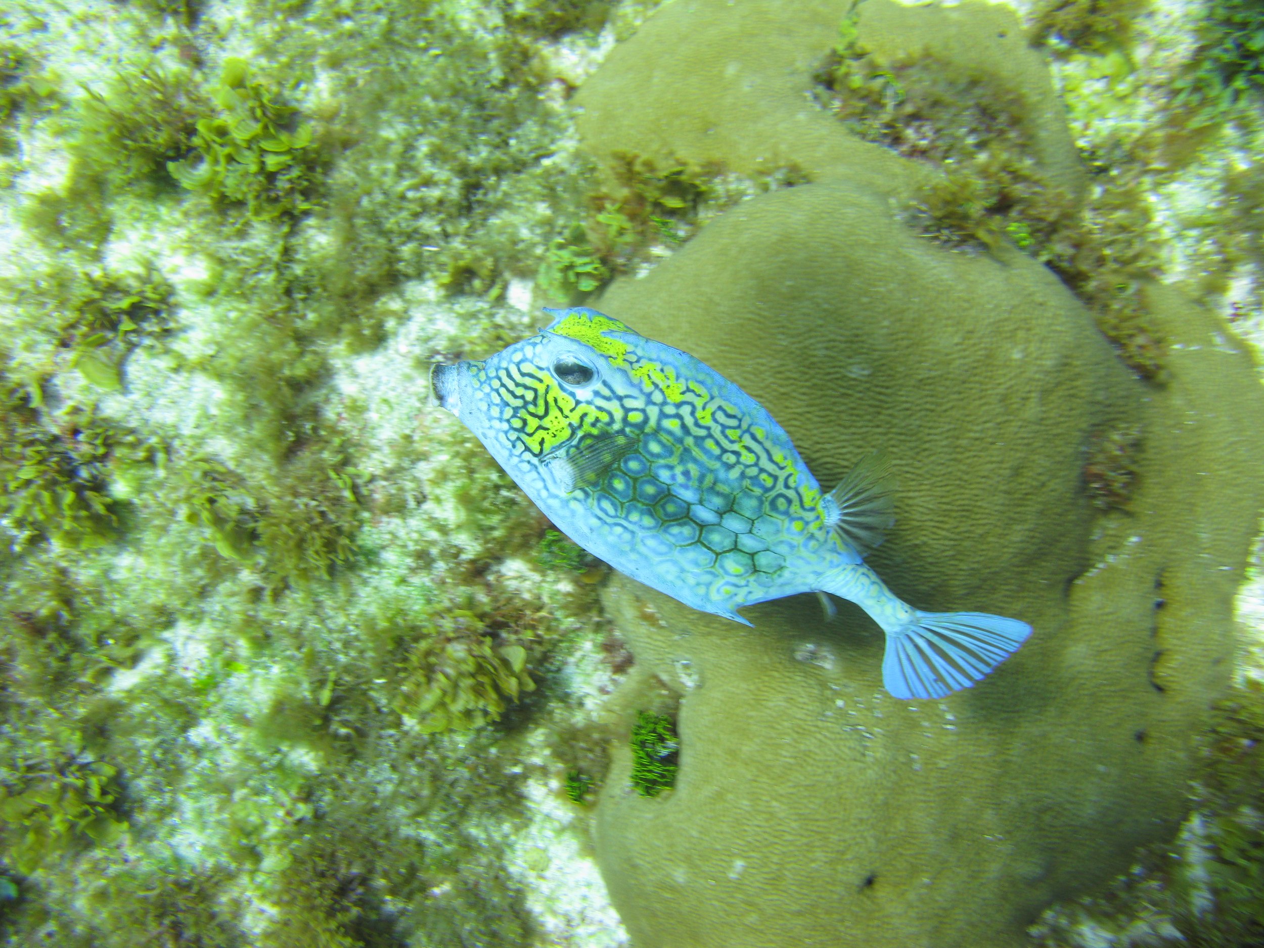 Coffre à cornes - Honeycomb Cowfish - Acanthostracion polygonius
