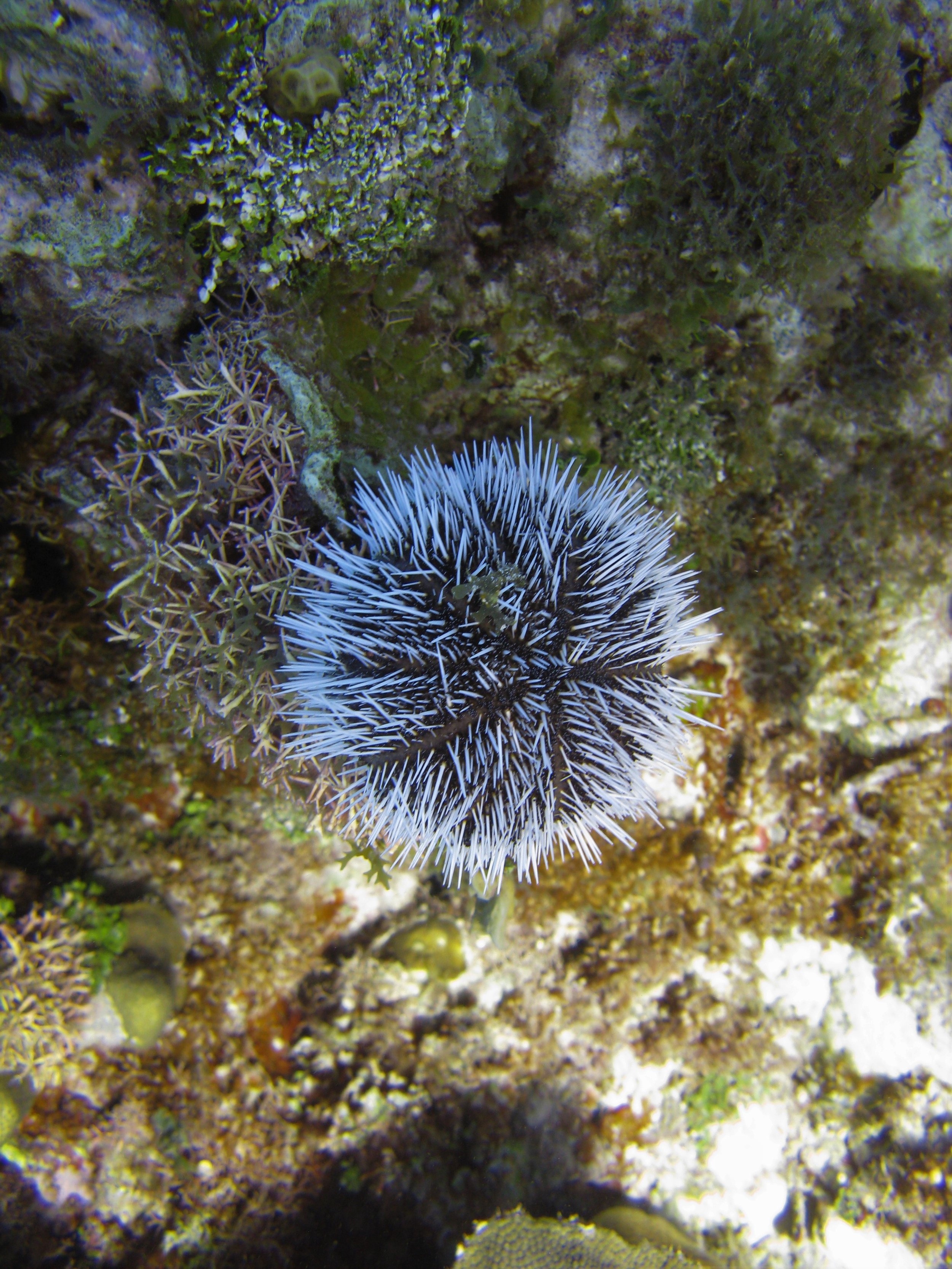 Oursin blanc - West Indian Sea Egg - Tripneustes ventricosus