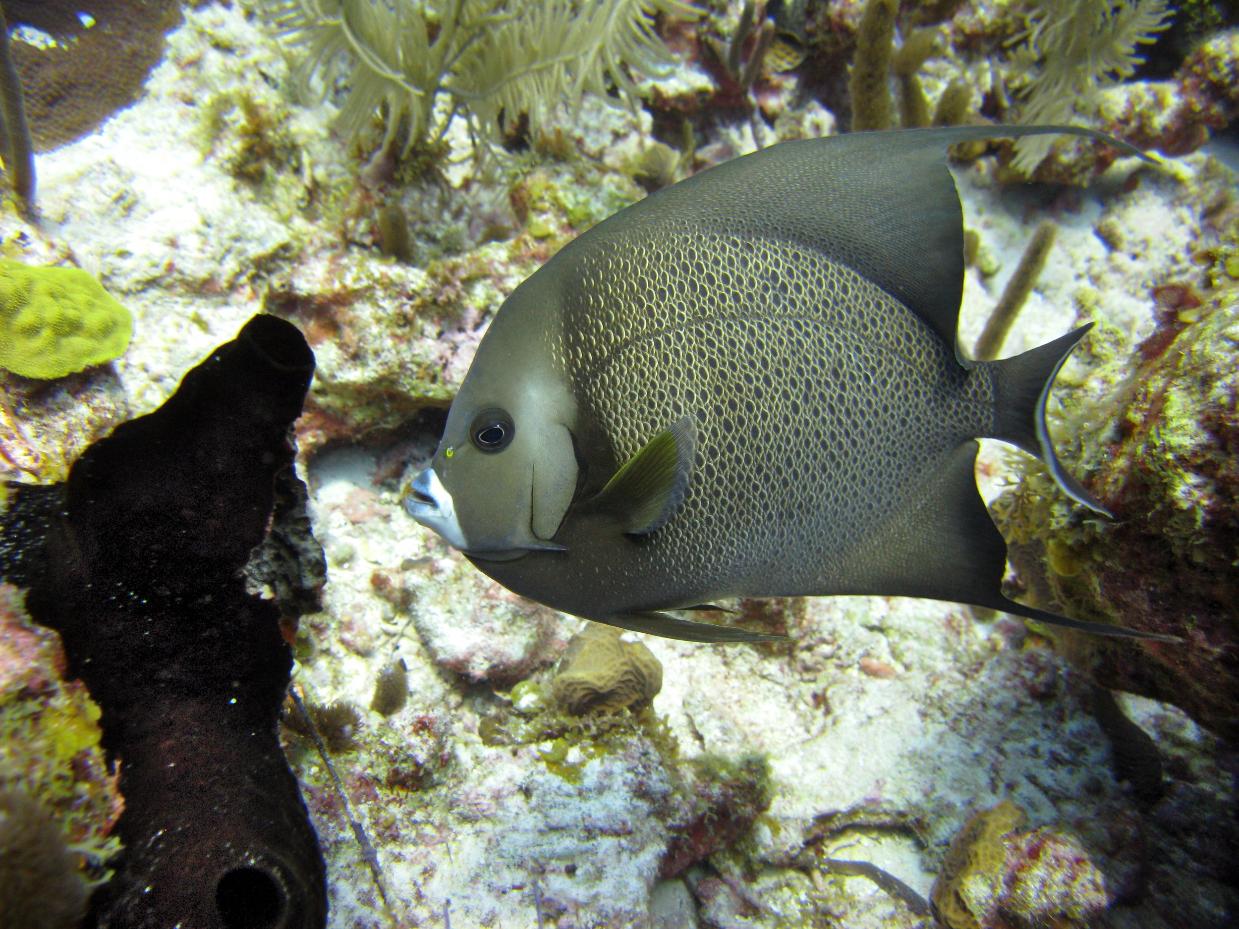 Poisson-ange gris - Gray Angelfish - Pomacanthus arcuatus
