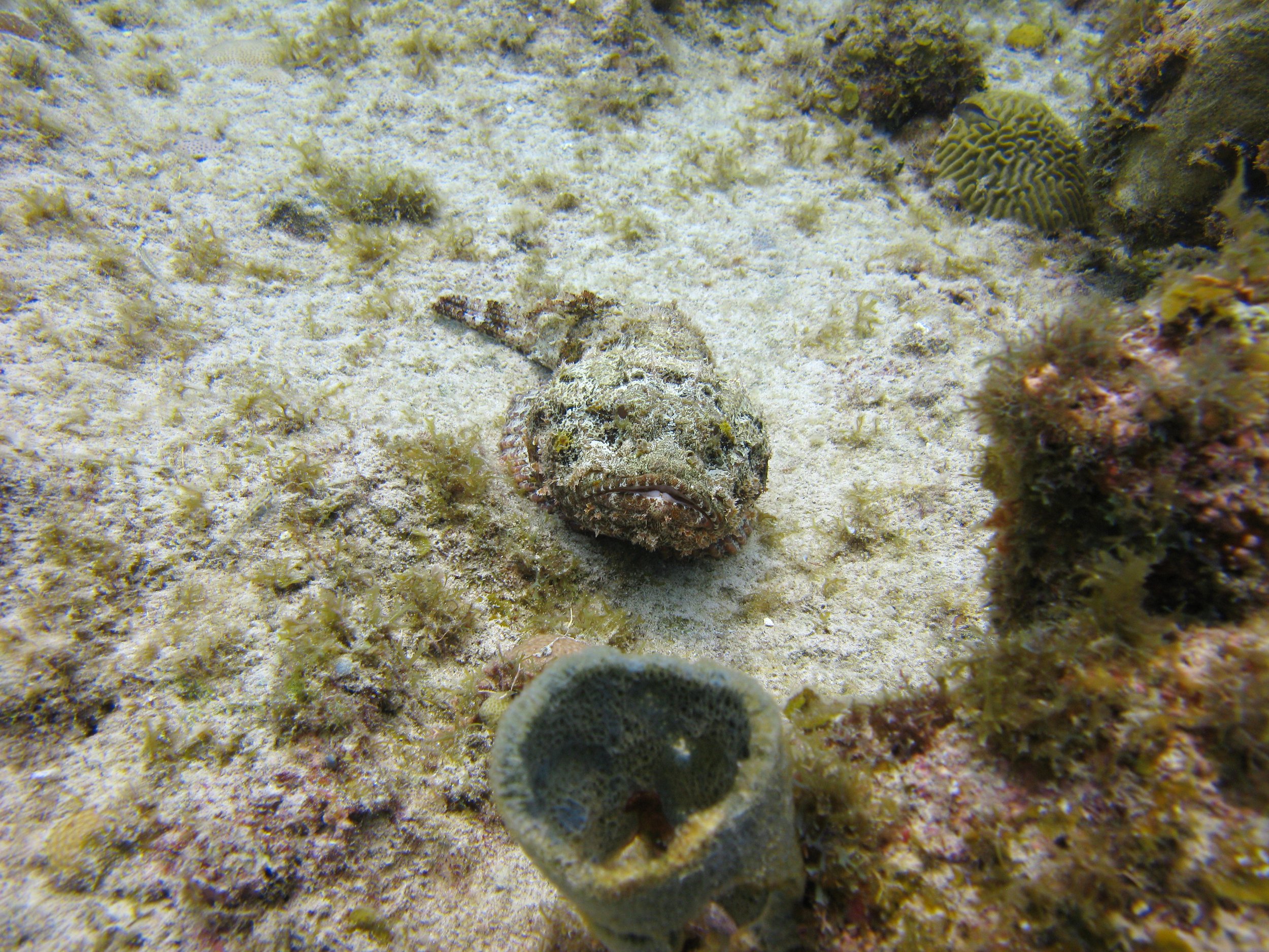 Rascasse tachetée - Spotted Scorpionfish - Scorpaena plumieri