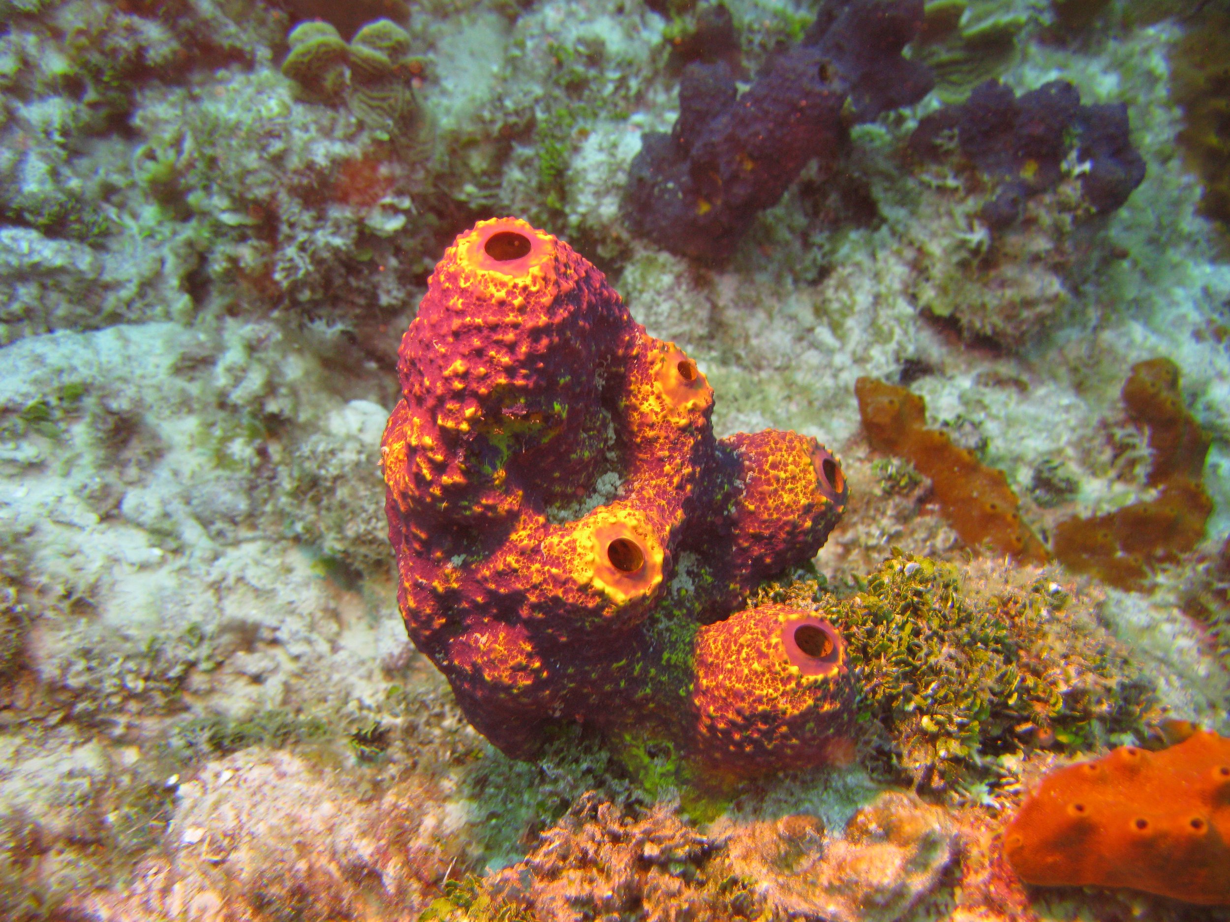 Éponge-vase fraise - Strawberry Vase Sponge - Mycale laxissima