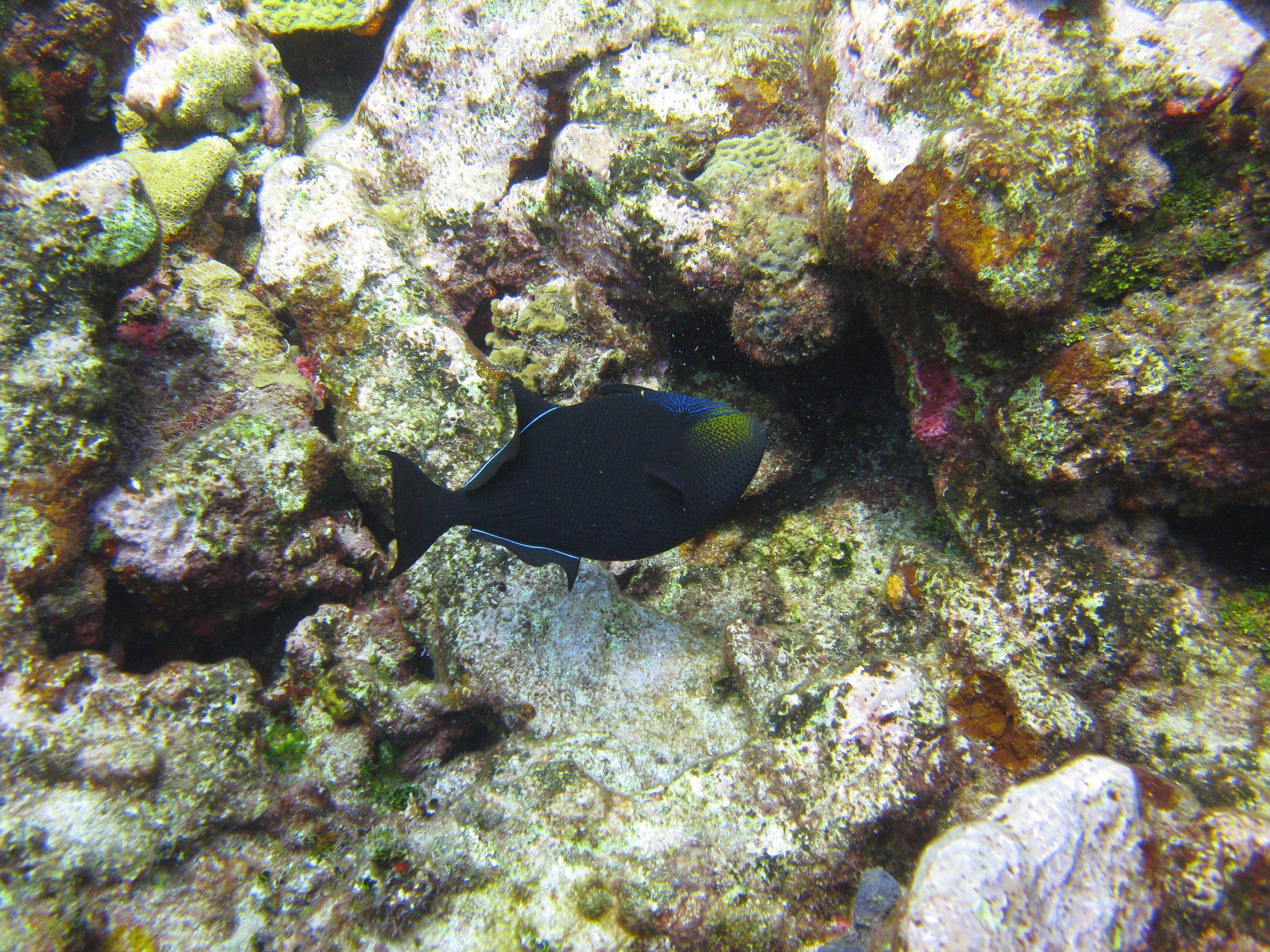 Baliste noir - Black Triggerfish - Melichthys niger