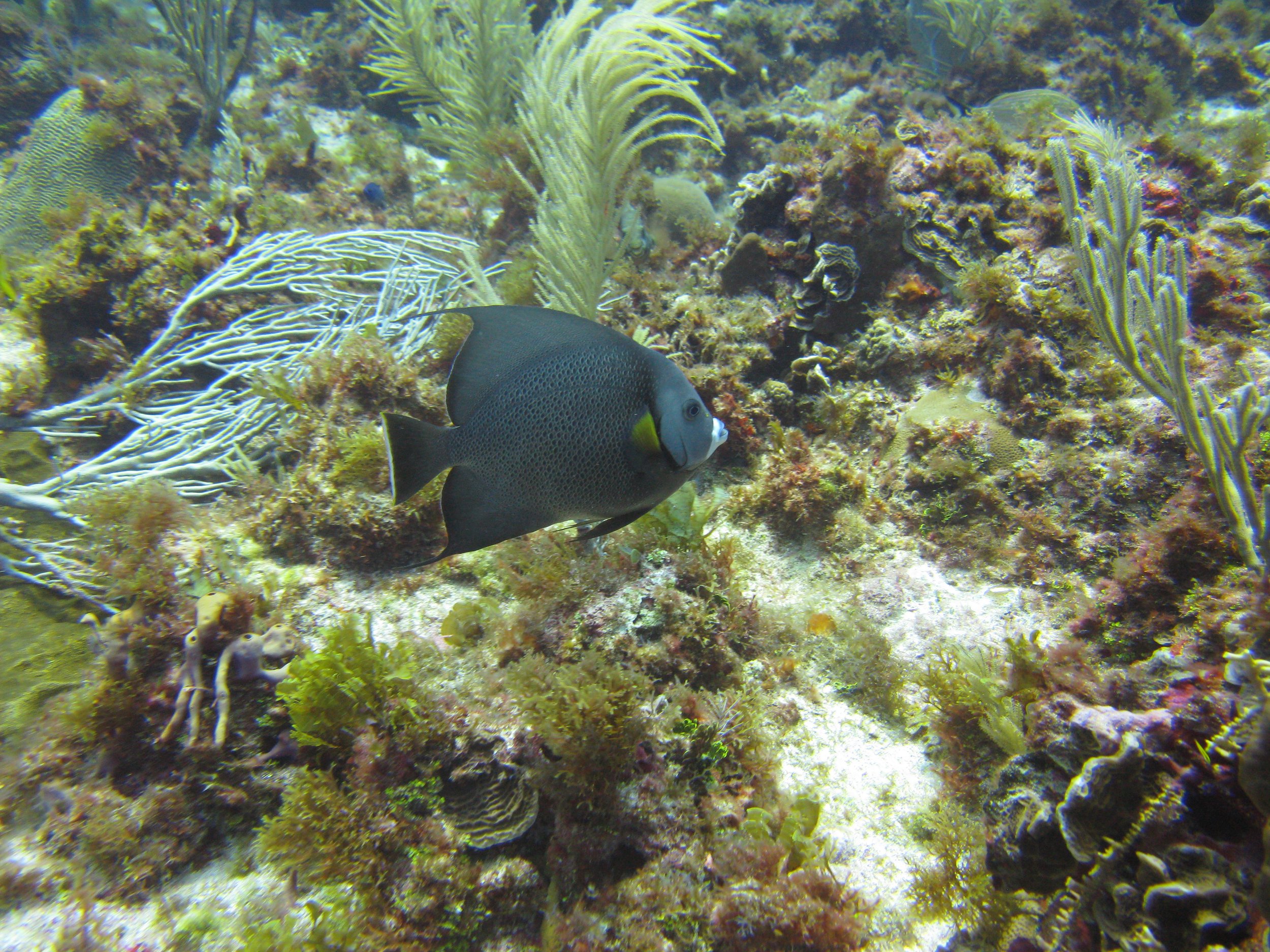 Poisson-ange gris - Gray Angelfish - Pomacanthus arcuatus