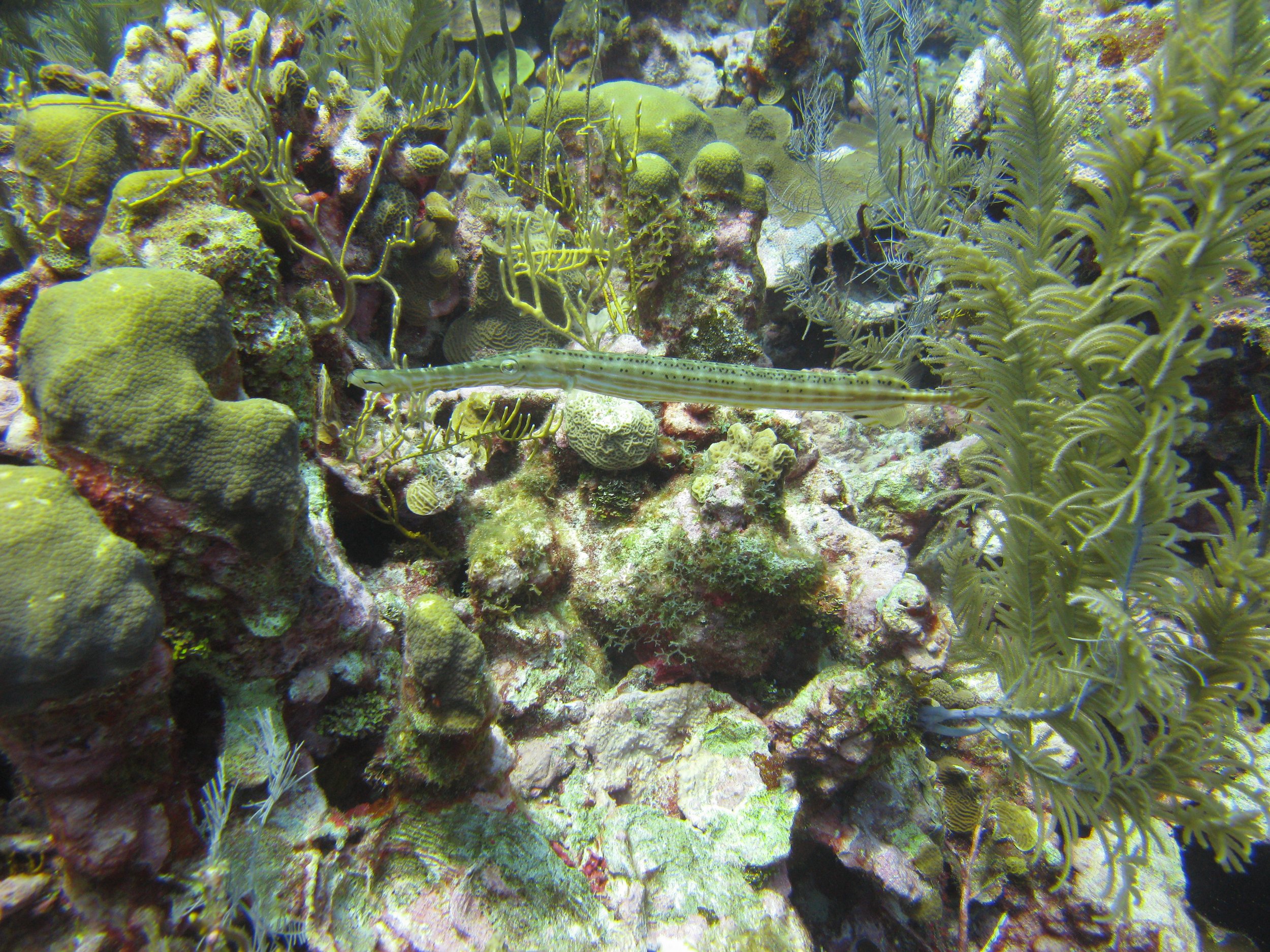 Poisson-trompette tachetée - Western Atlantic Trumpetfish - Aulostomus maculatus