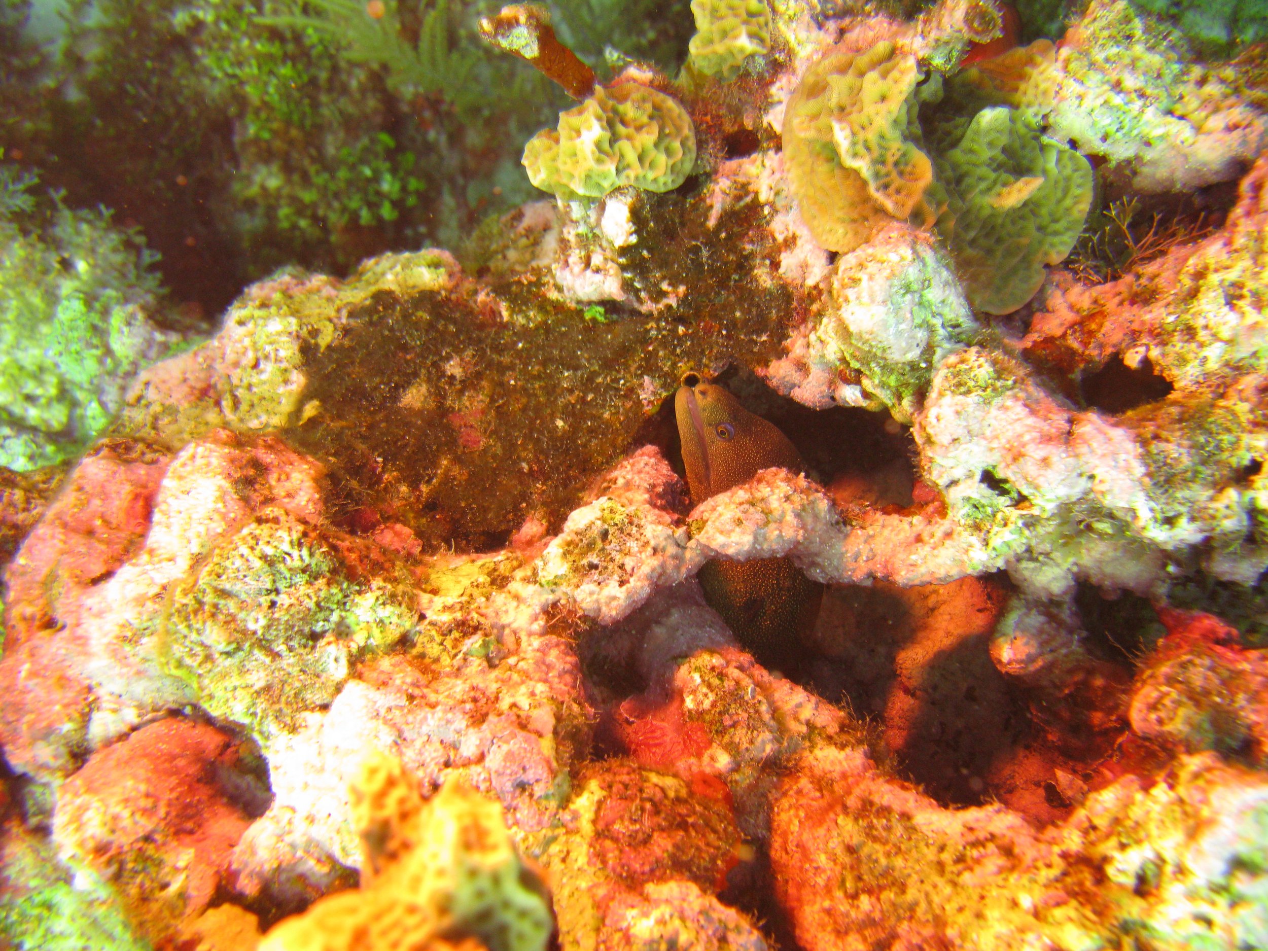 Murène dorée - Goldentail Moray - Gymnothorax miliaris