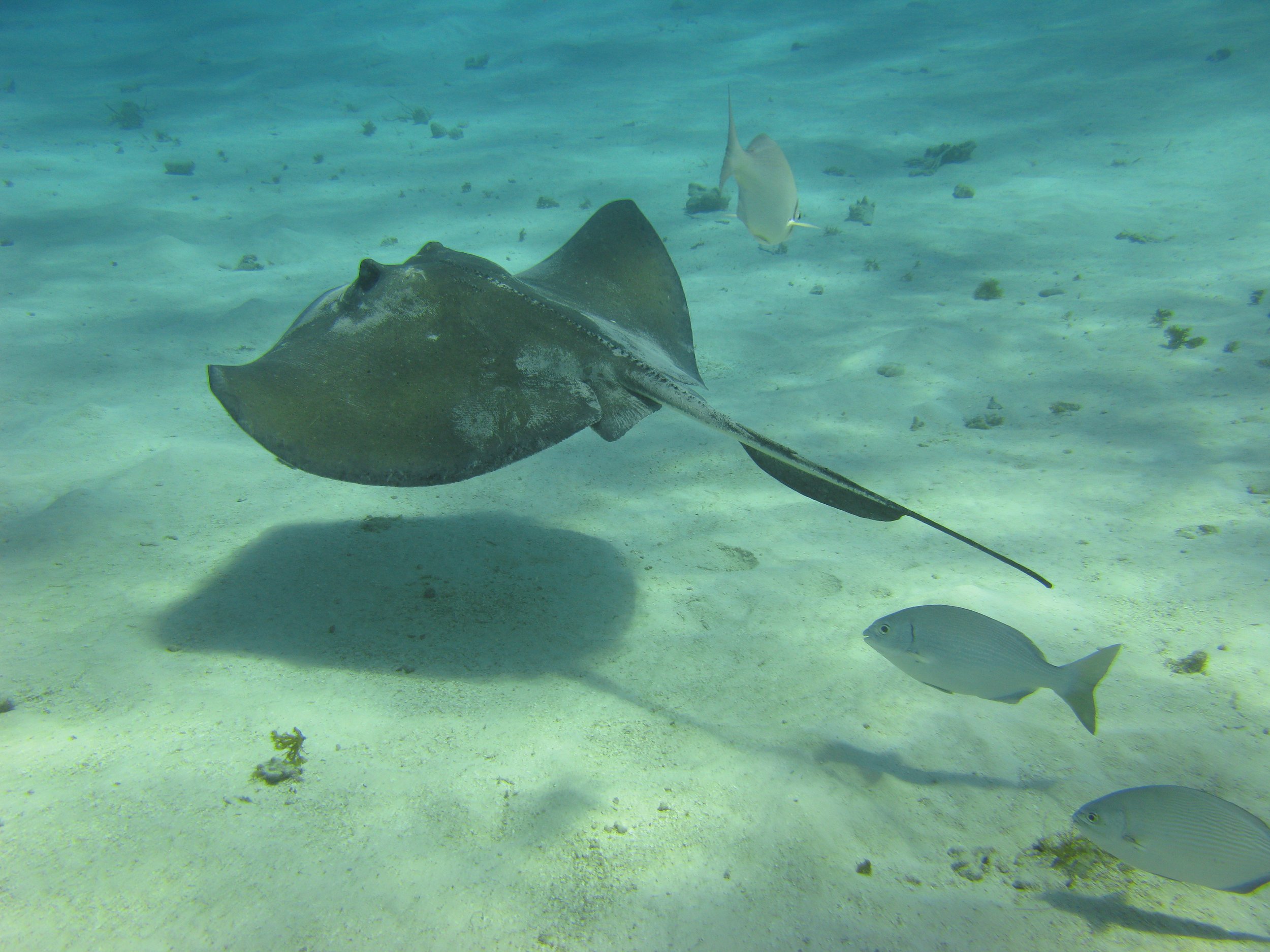 Raie pastenague américaine - Southern Stingray - Hypanus americanus