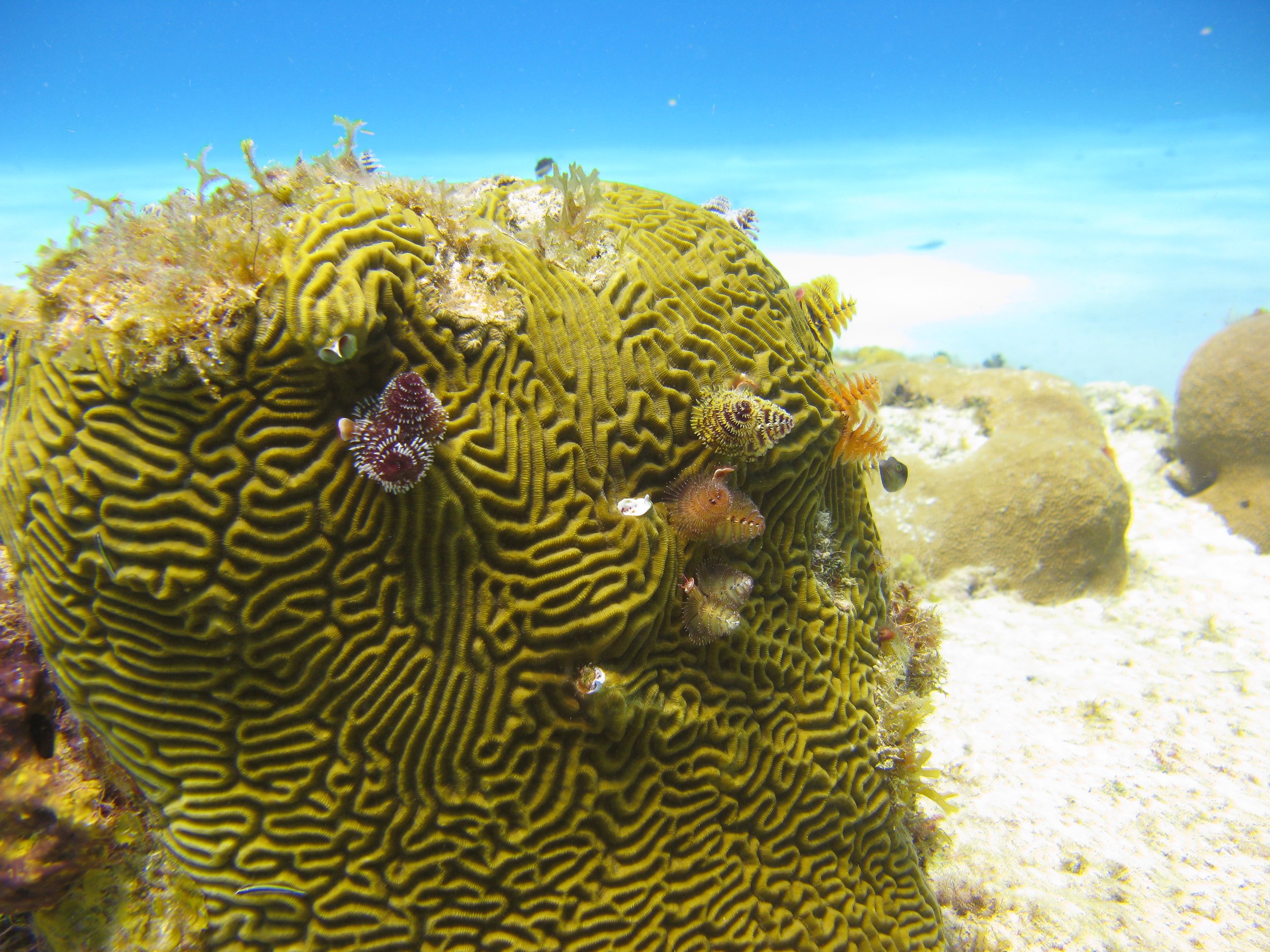 Ver-arbre de Noël - Christmas Tree Worm - Spirobranchus giganteus