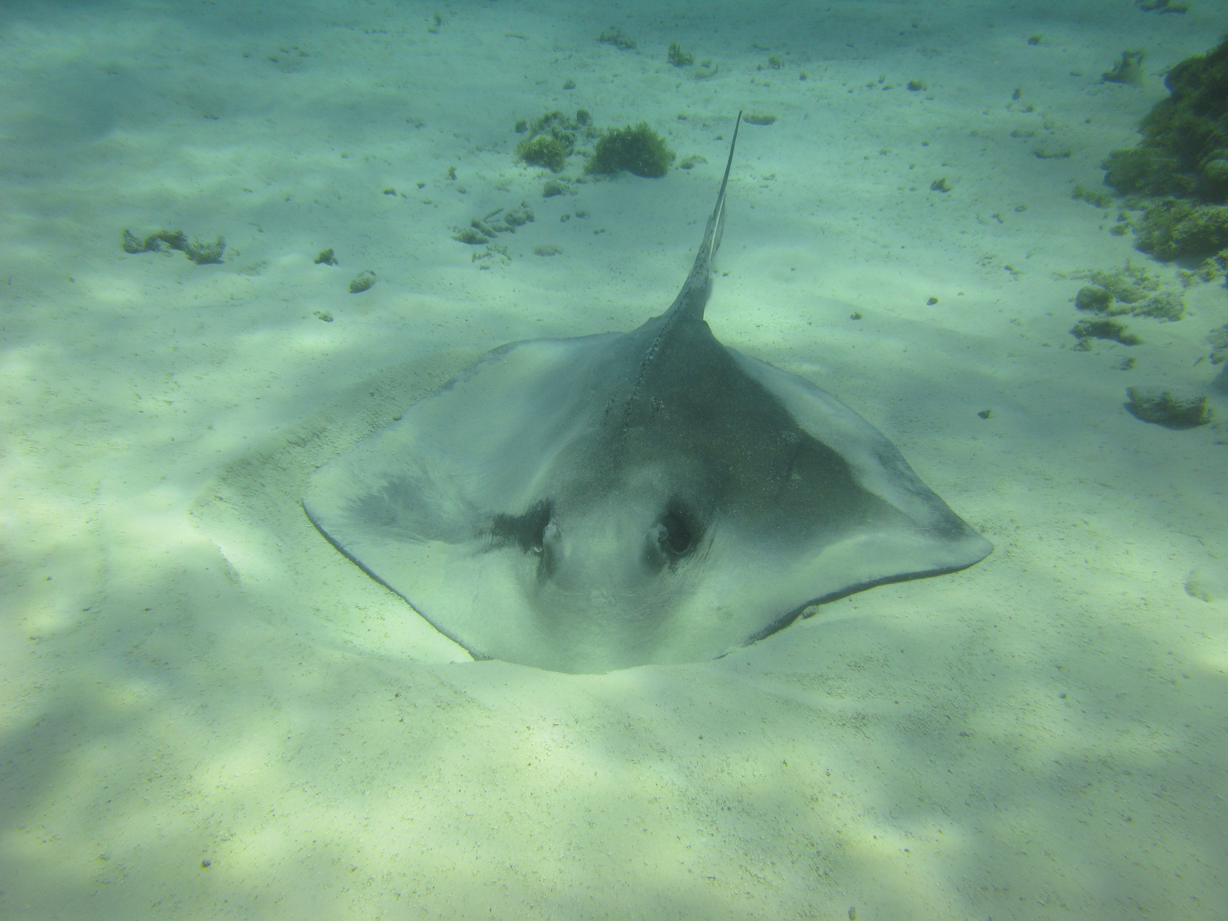 Raie pastenague américaine - Southern Stingray - Hypanus americanus