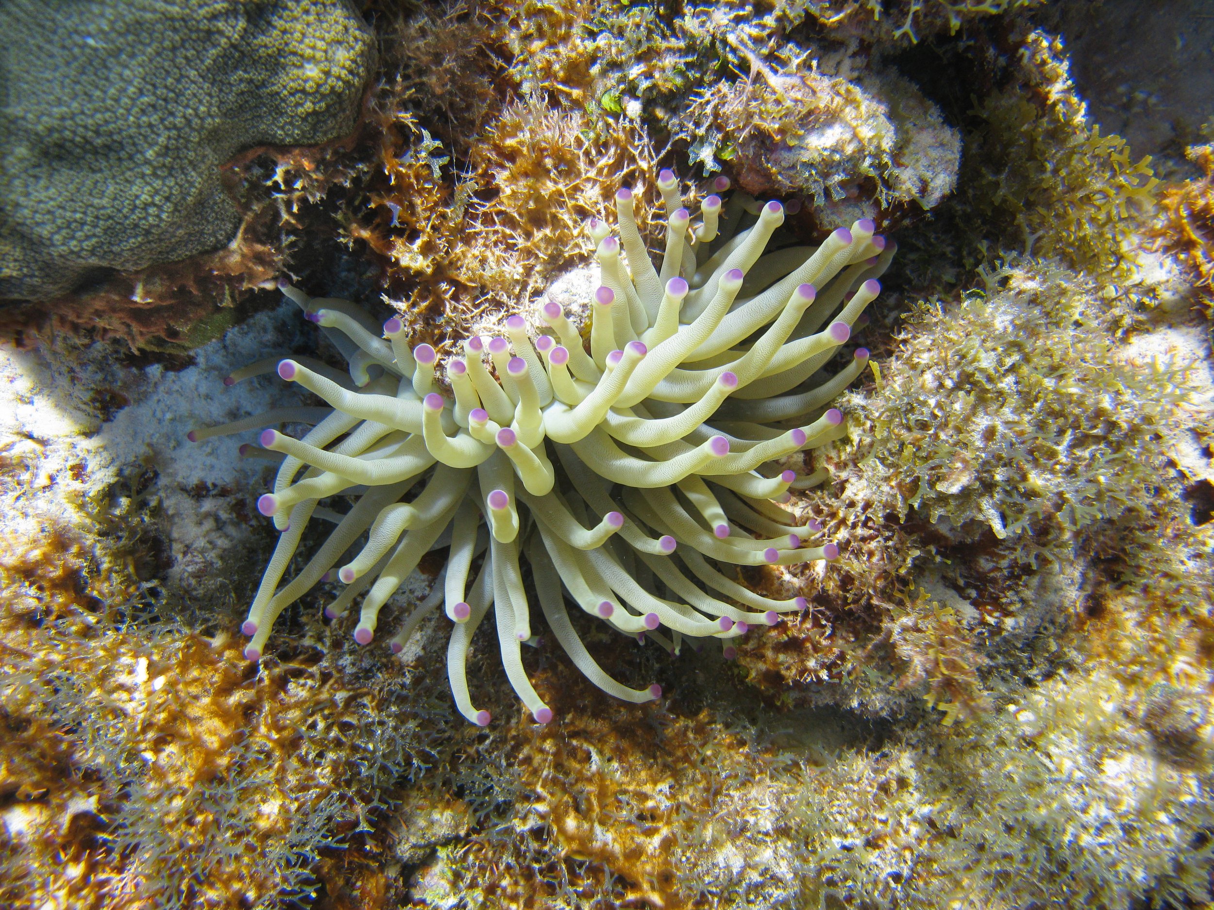 Anémone géante des Antilles - Giant Caribbean Sea Anemone - Condylactis gigantea