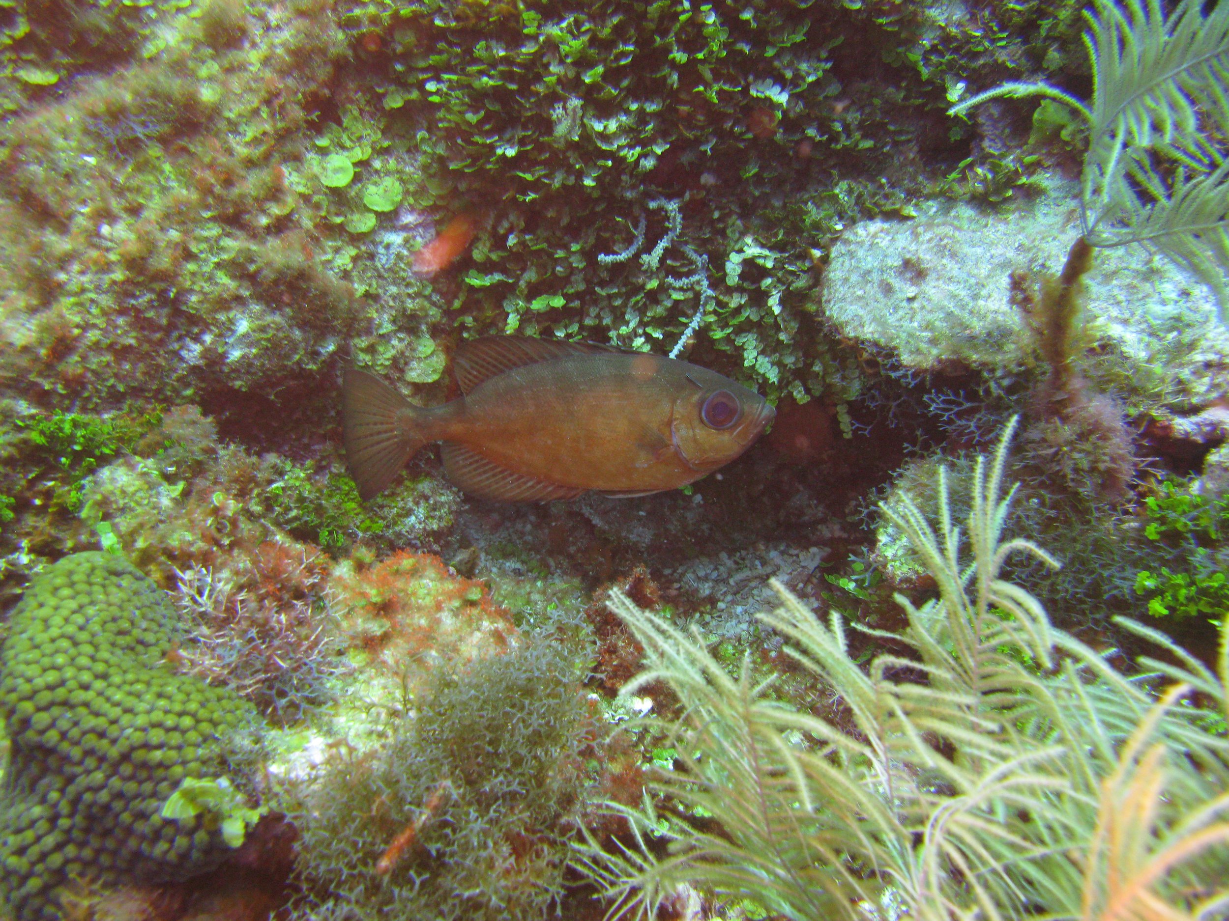 Beauclaire - Glass Bigeye - Heteropriacanthus cruentatus