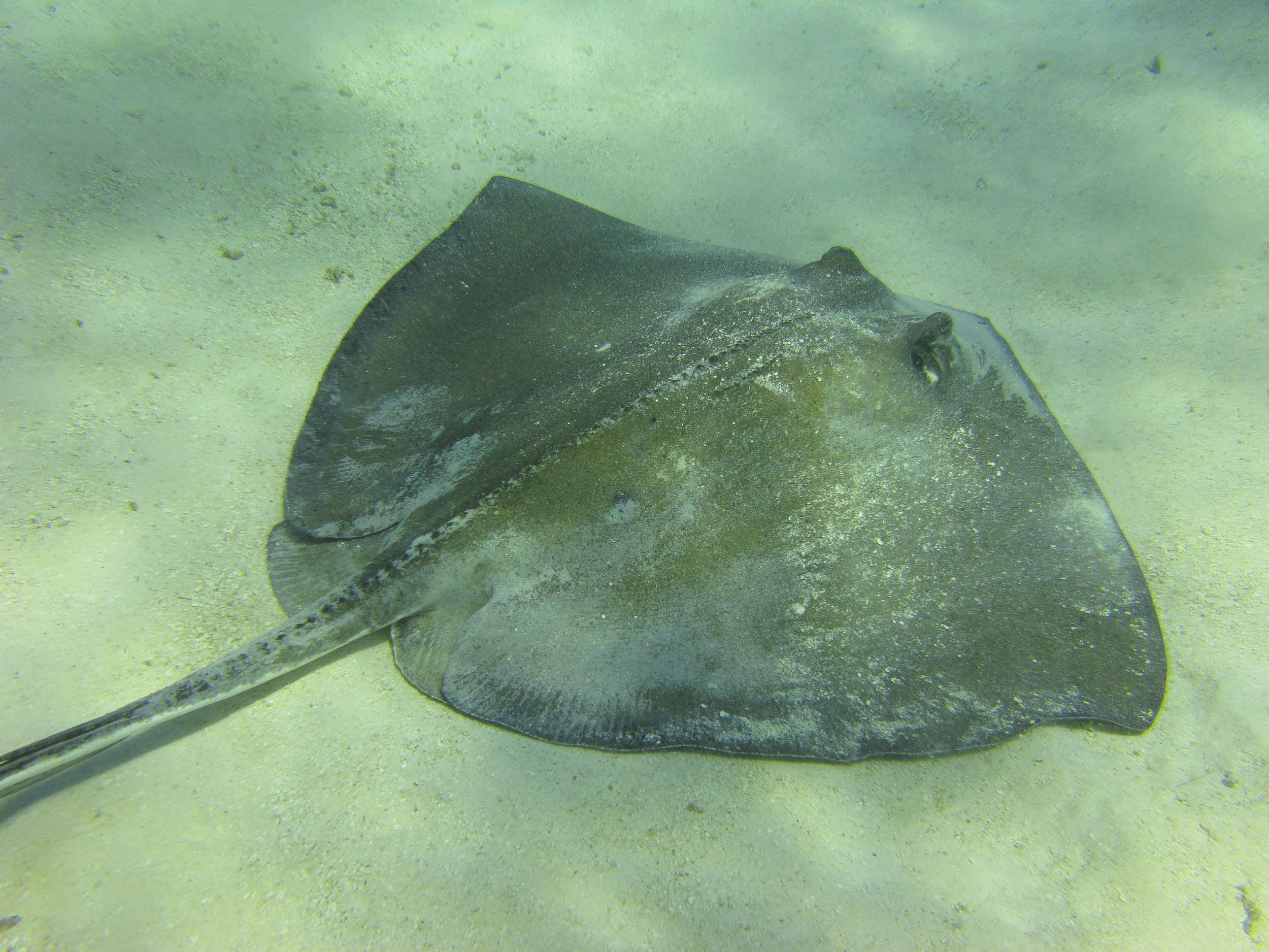 Raie pastenague américaine - Southern Stingray - Hypanus americanus