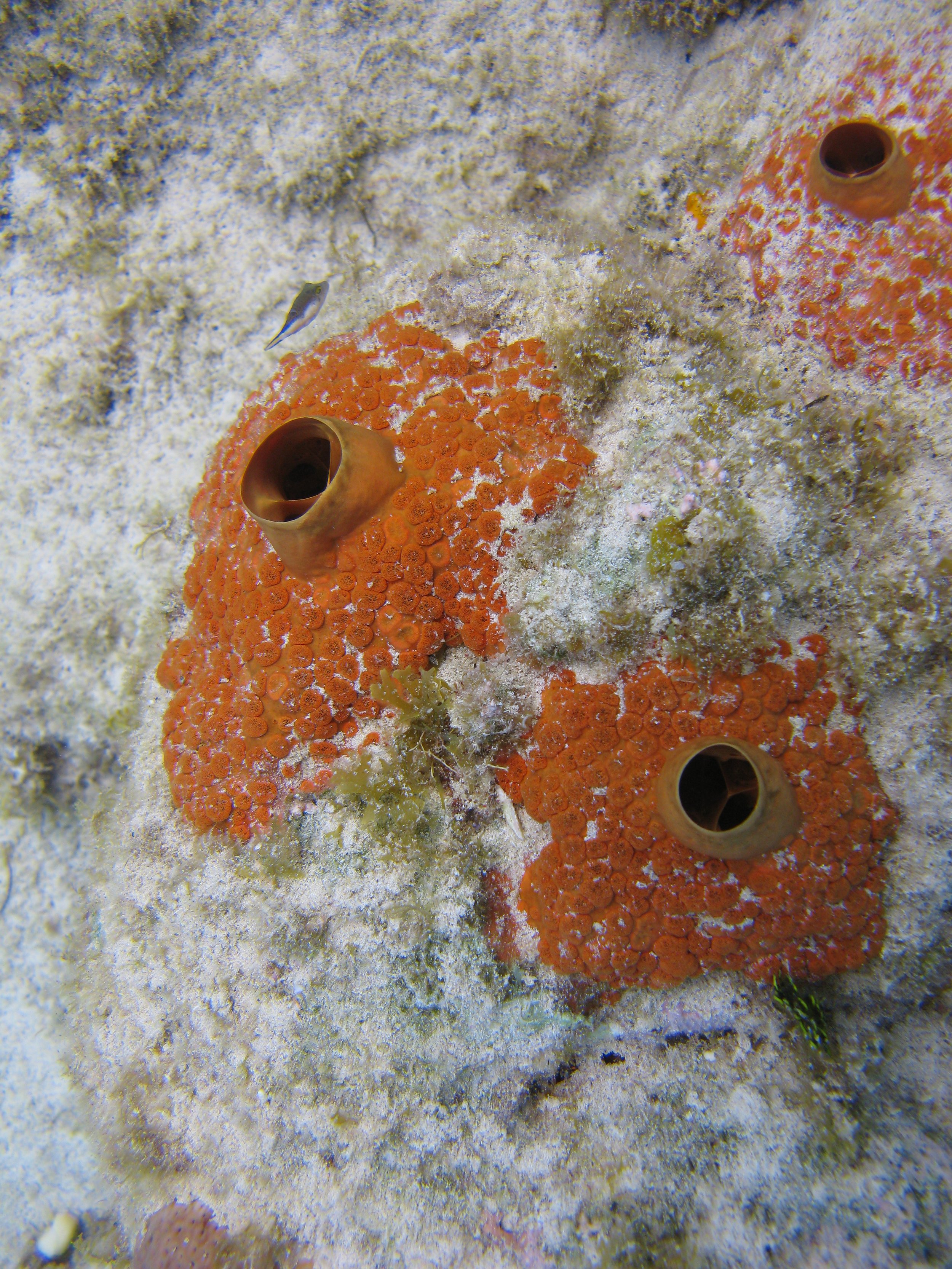 Éponge perforante rouge - Red Boring Sponge - Cliona delitrix