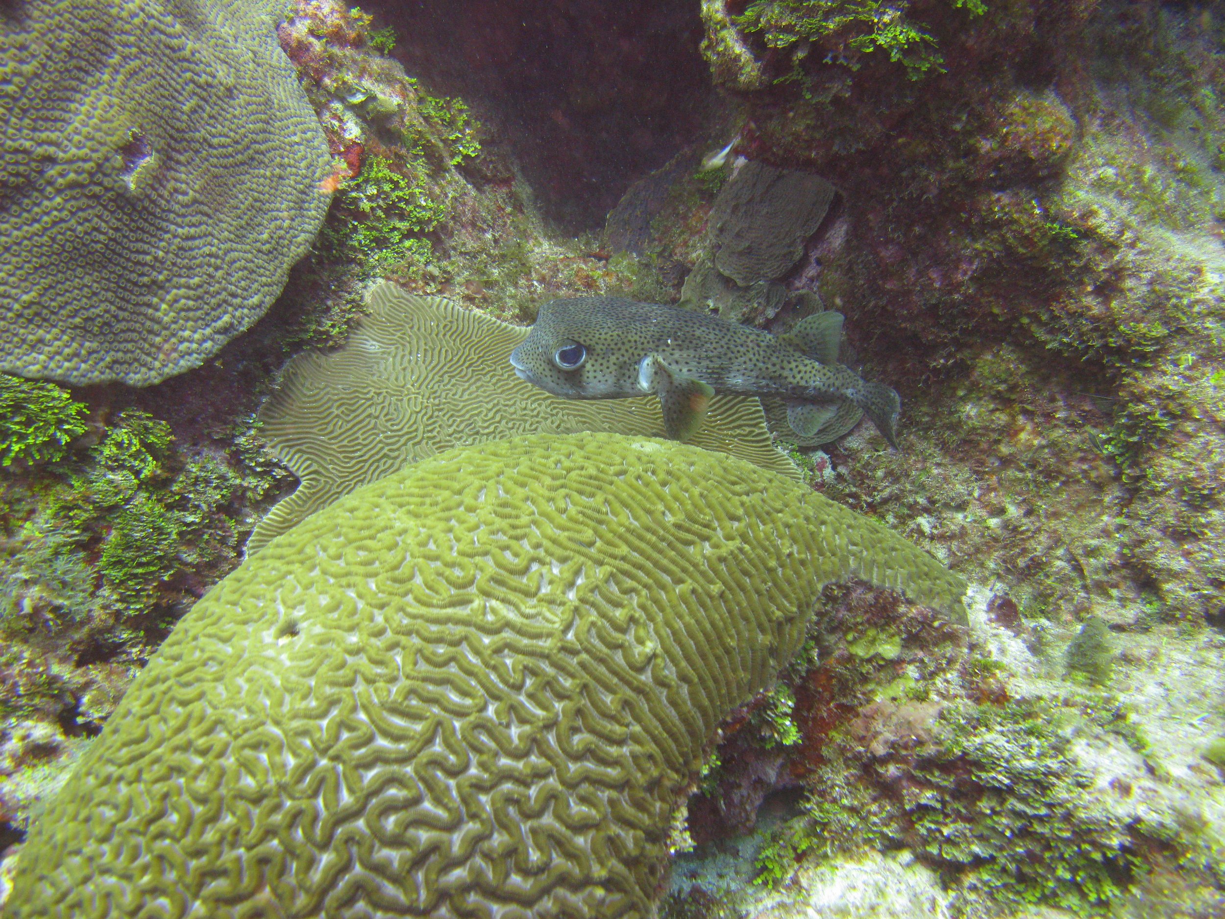 Poisson porc-épic - Spot-fin Porcupinefish - Diodon hystrix