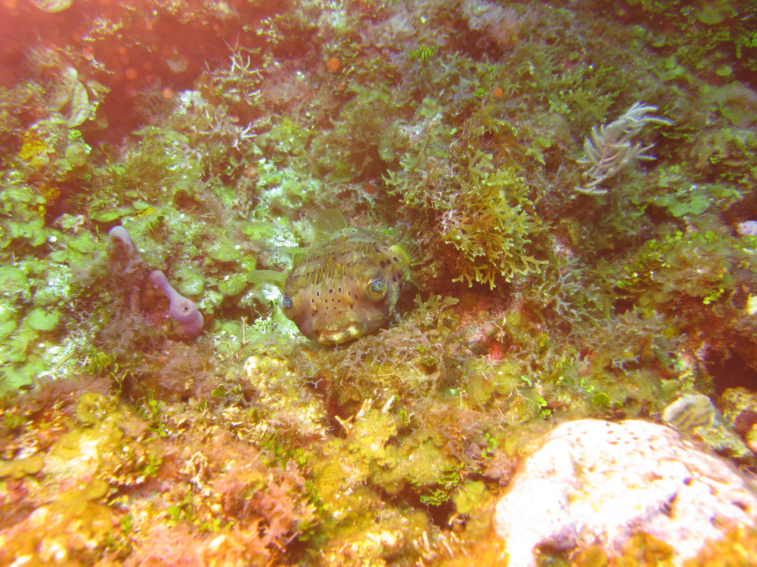 Poisson porc-épic - Spot-fin Porcupinefish - Diodon hystrix