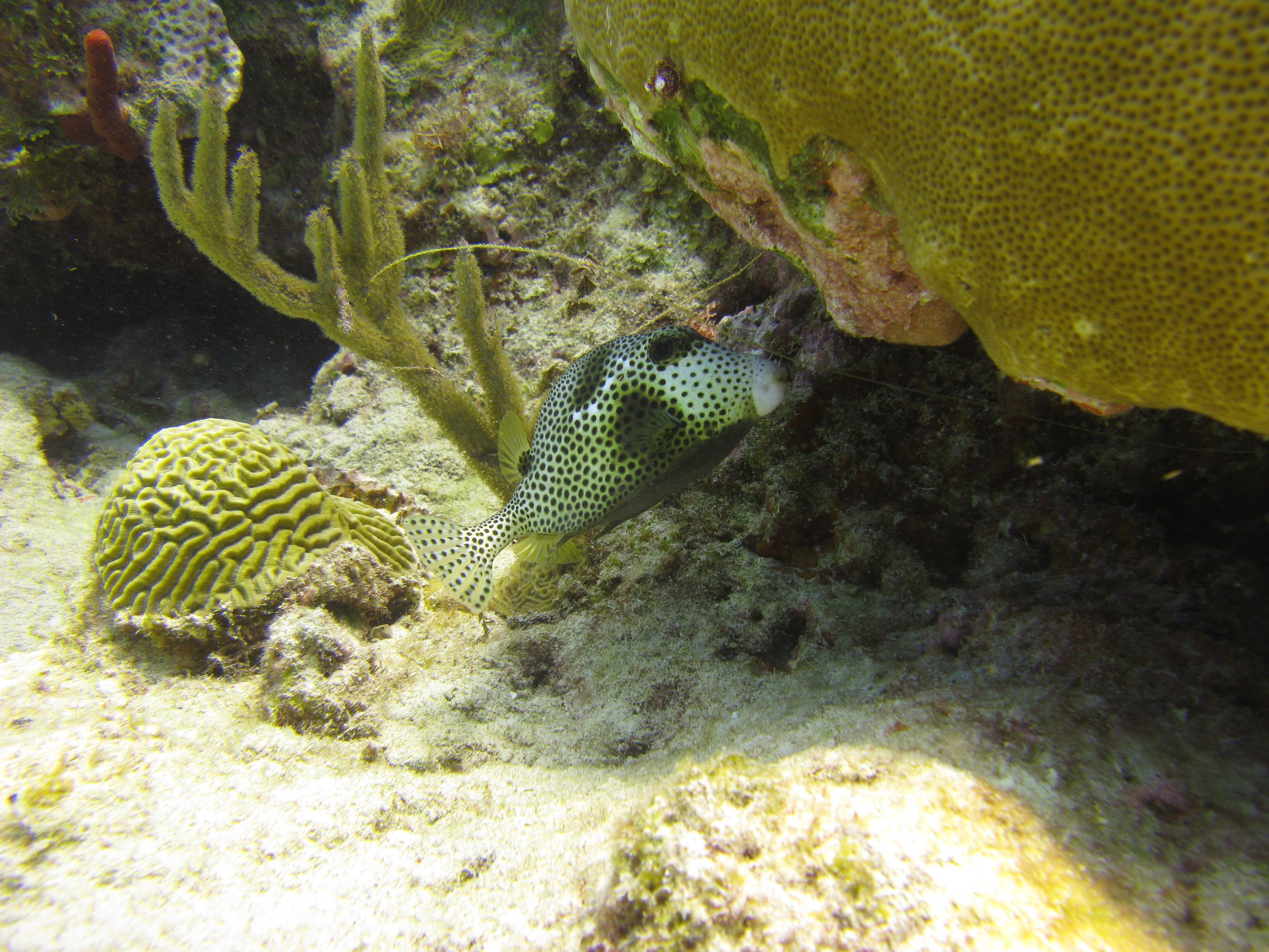 Poisson-coffre zinga - Spotted trunkfish - Lactophrys bicaudalis