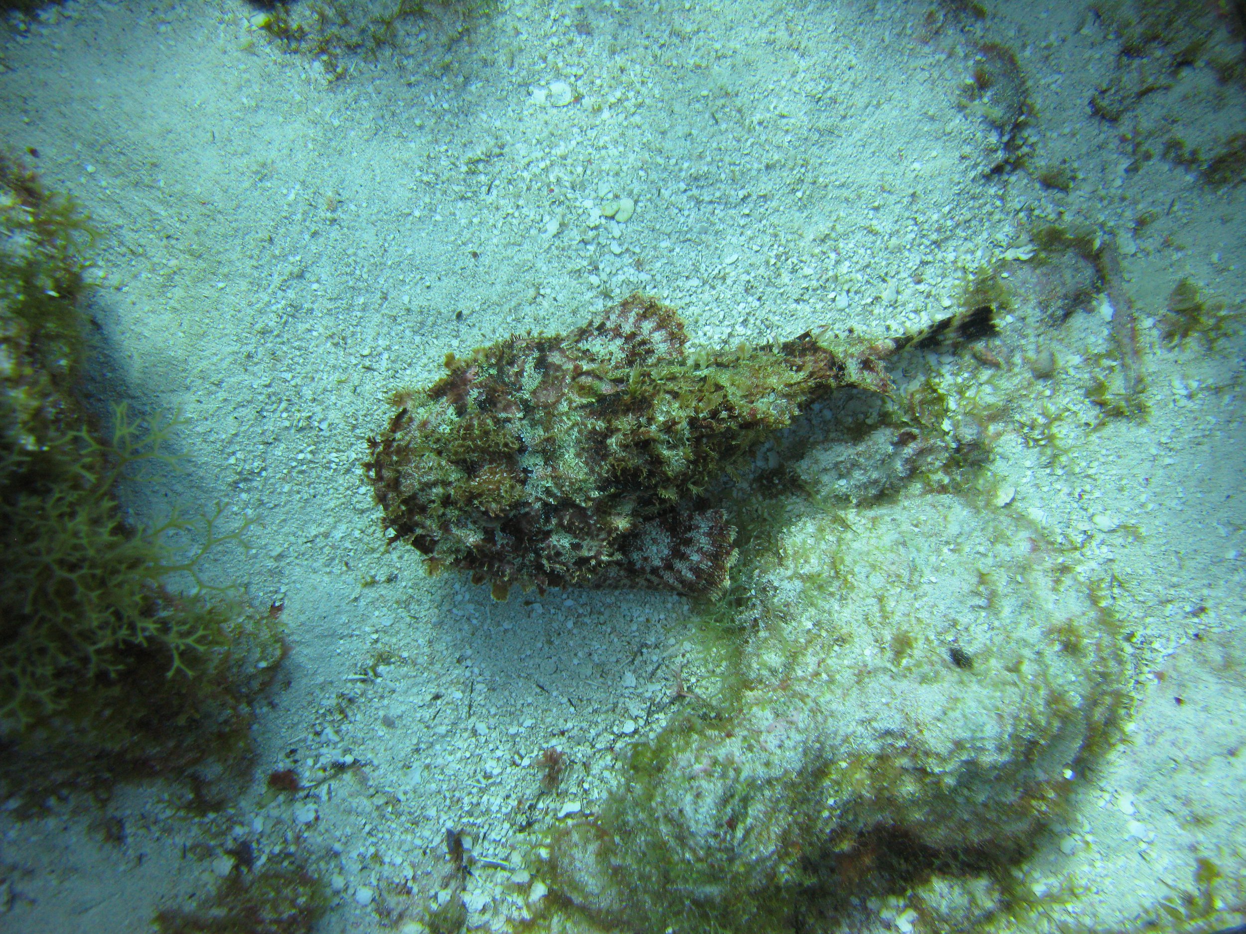Rascasse tachetée - Spotted Scorpionfish - Scorpaena plumieri