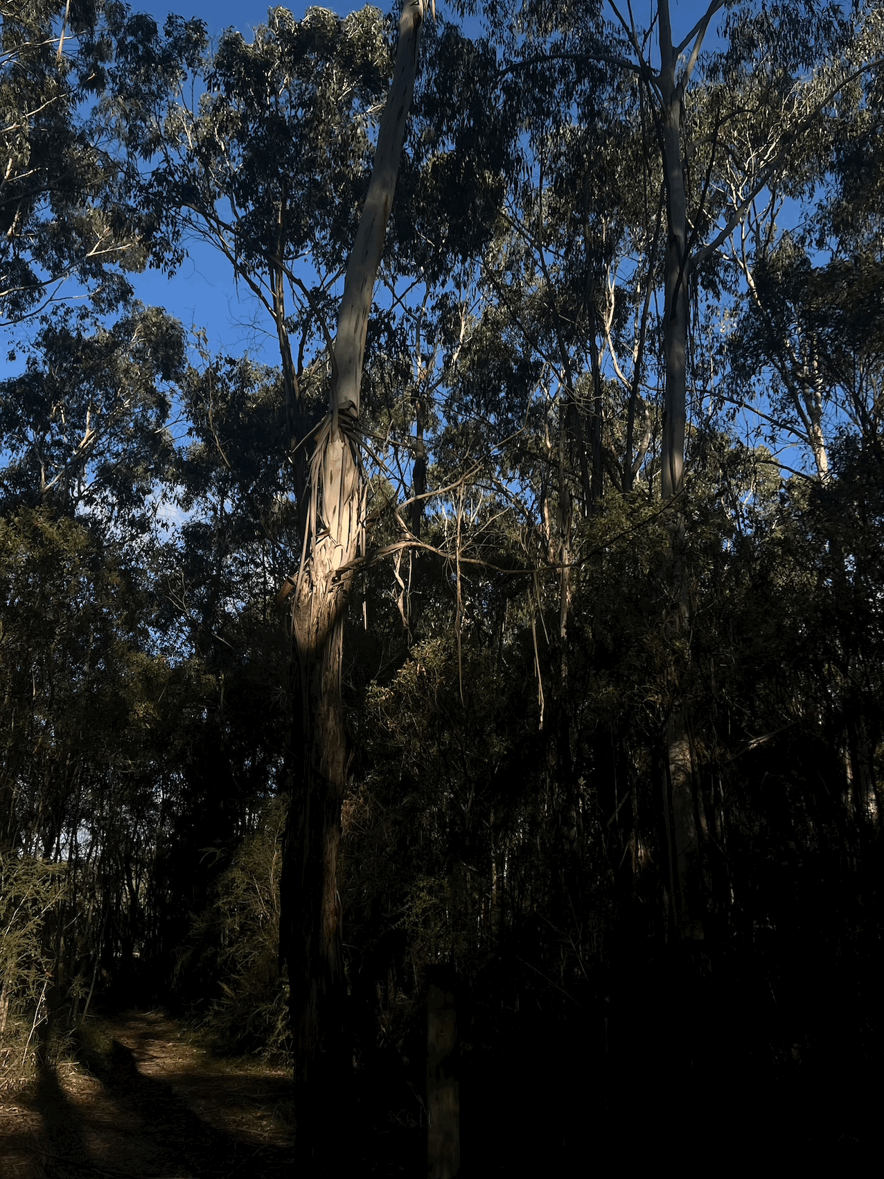 The Forest, a Sanctuary to Cherish