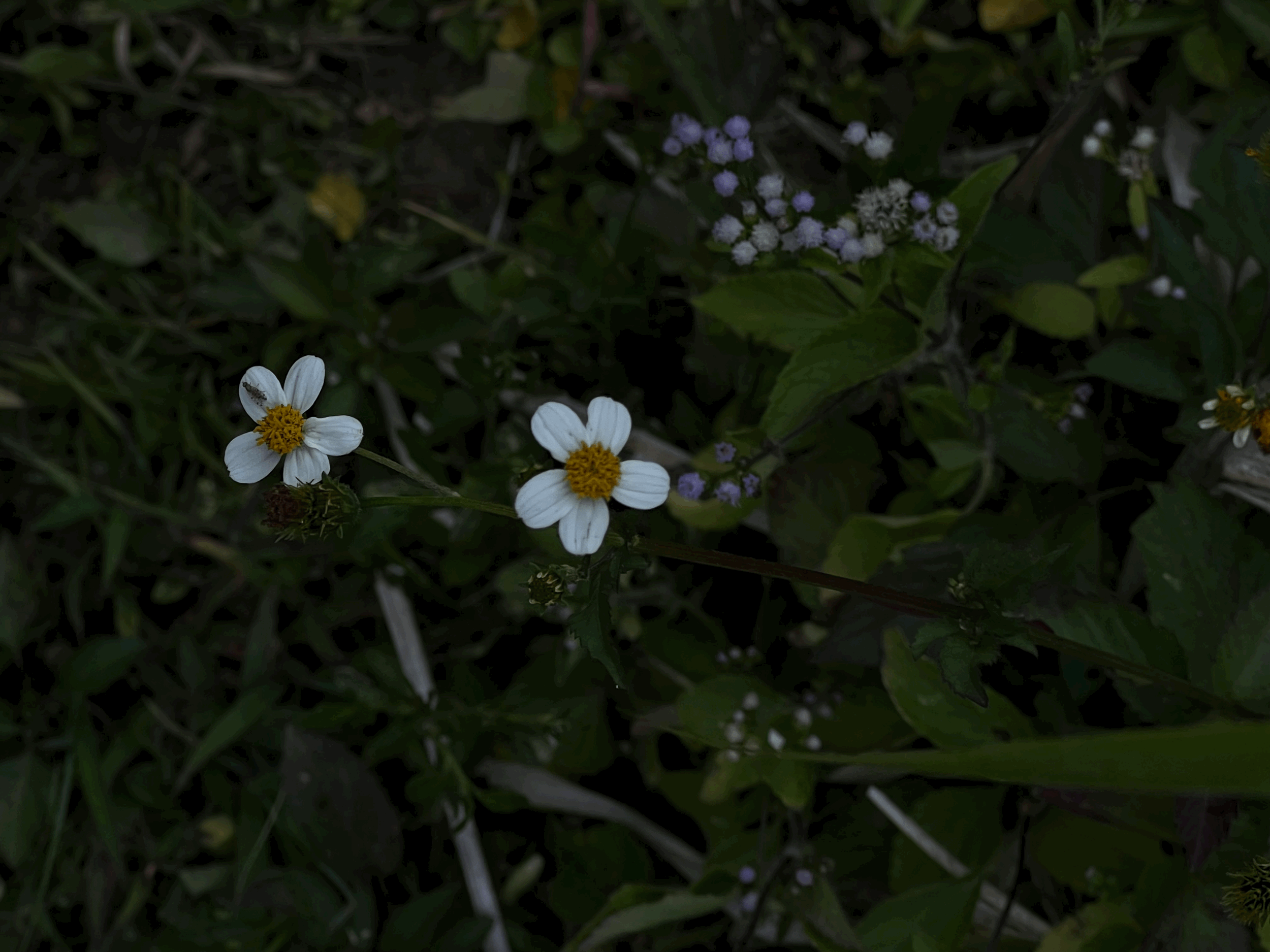 An Essay on the Ways of The Flowers