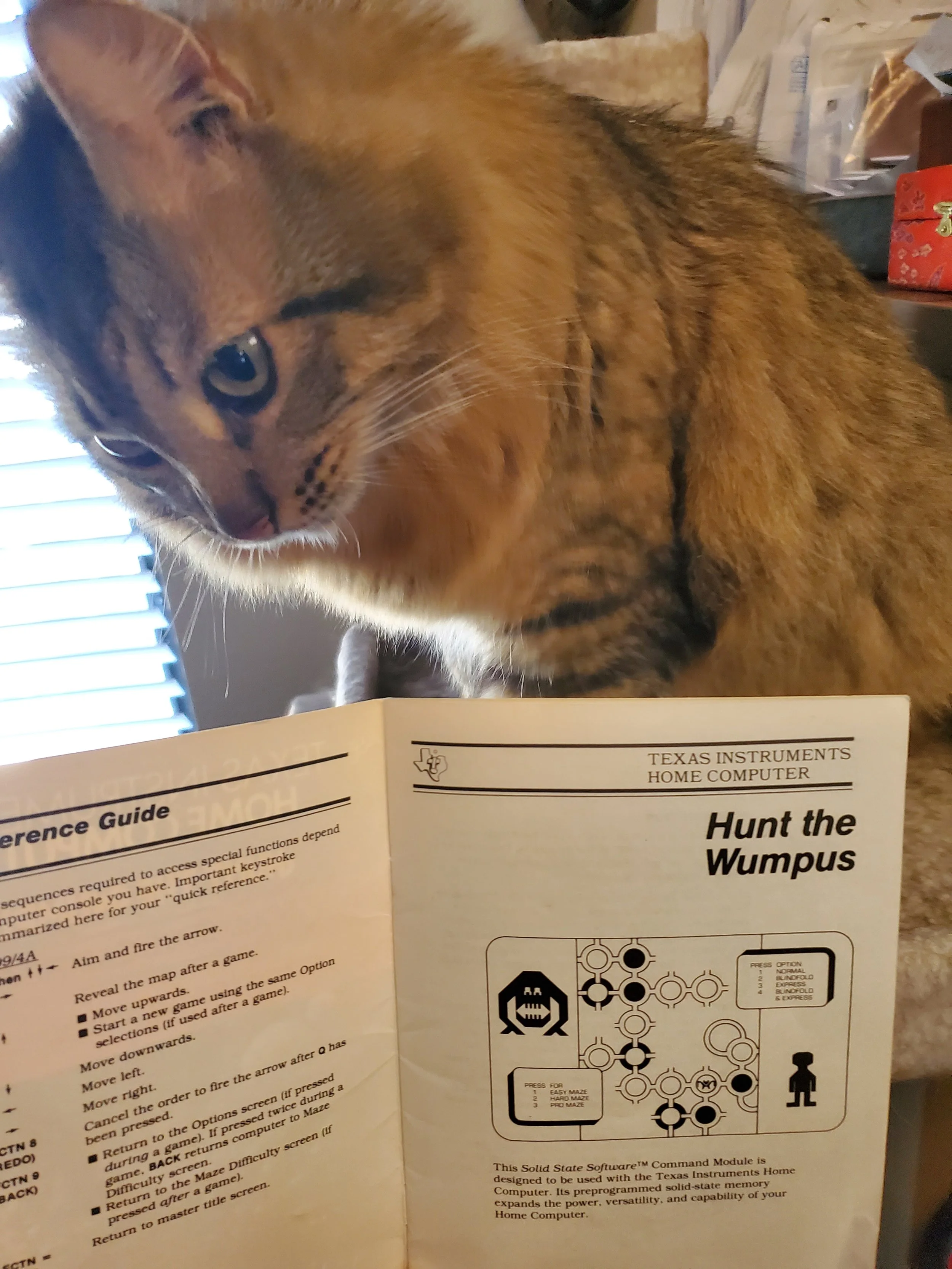 A cat learning about Hunt the Wumpus from a game manual