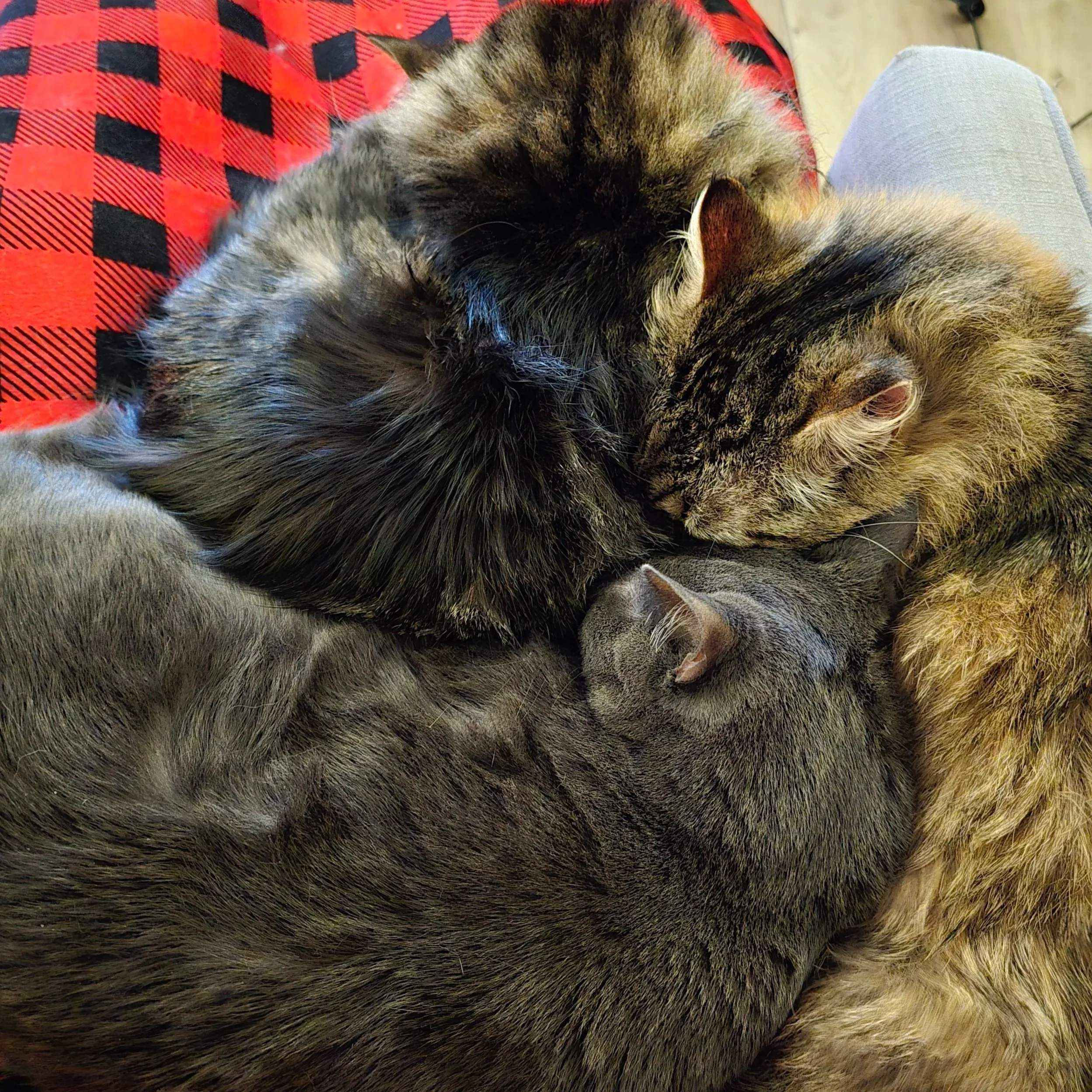 Welcome to the cuddle heap!