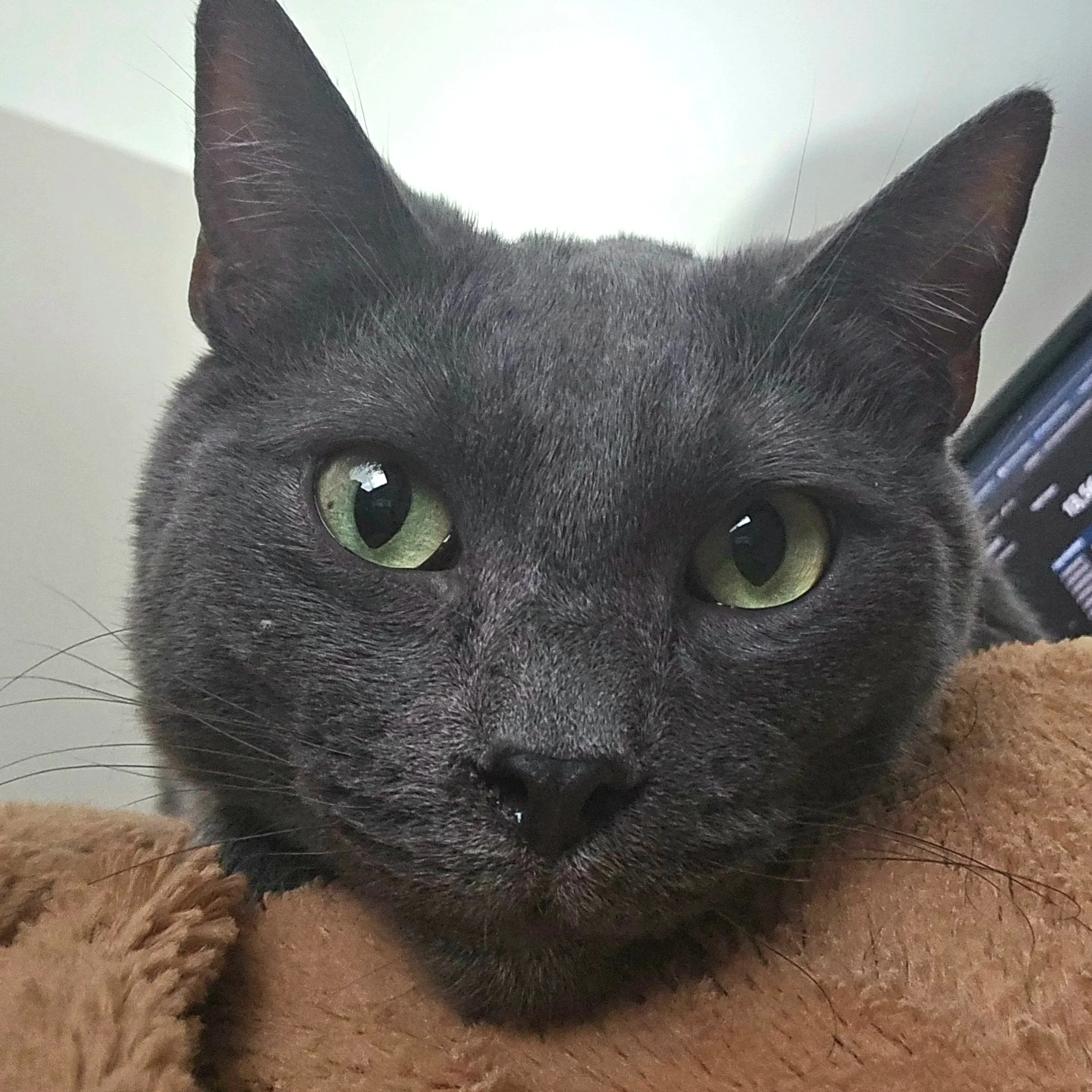 Big Joe says "hi".