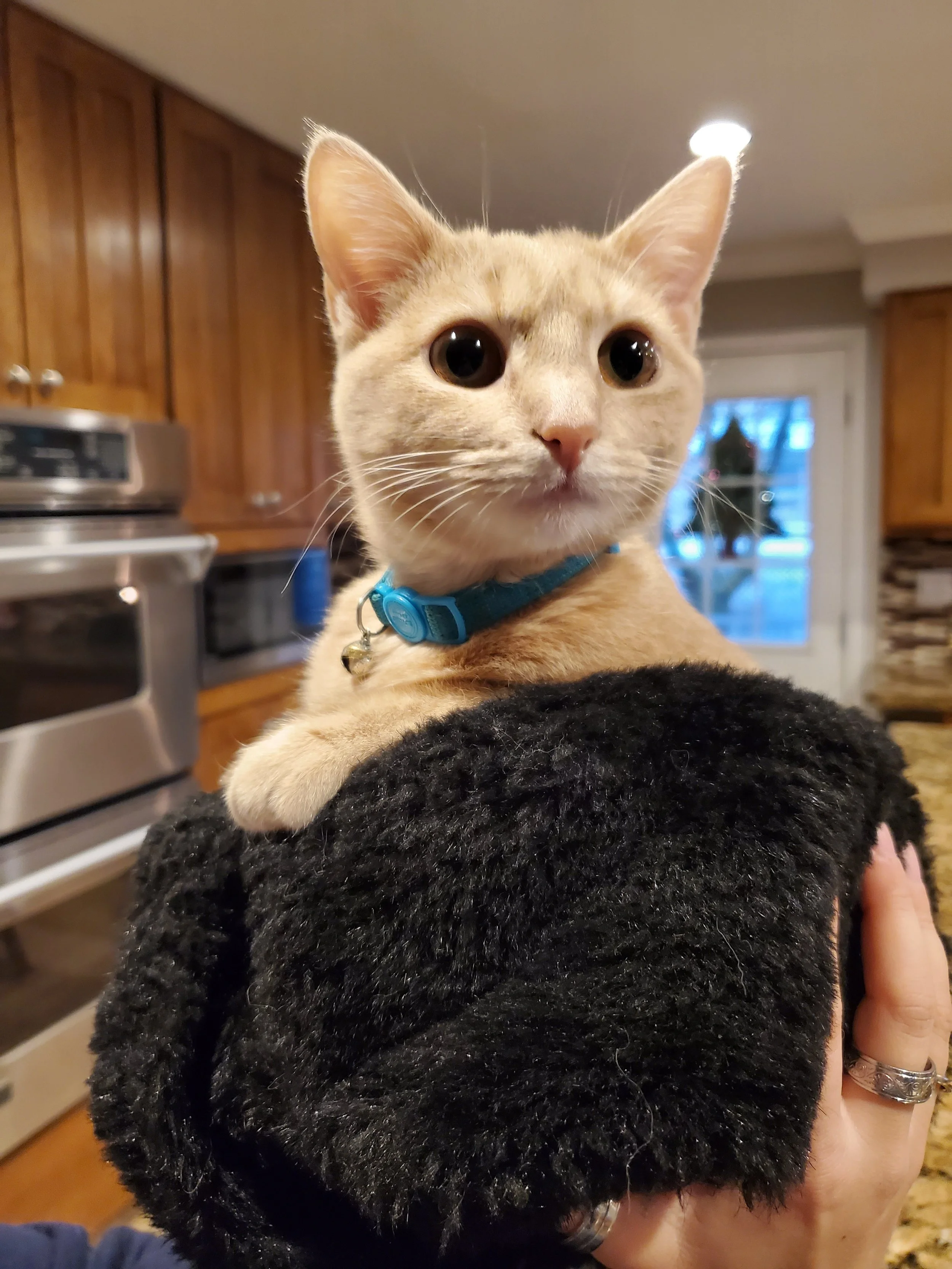 It's a cat in a hat!