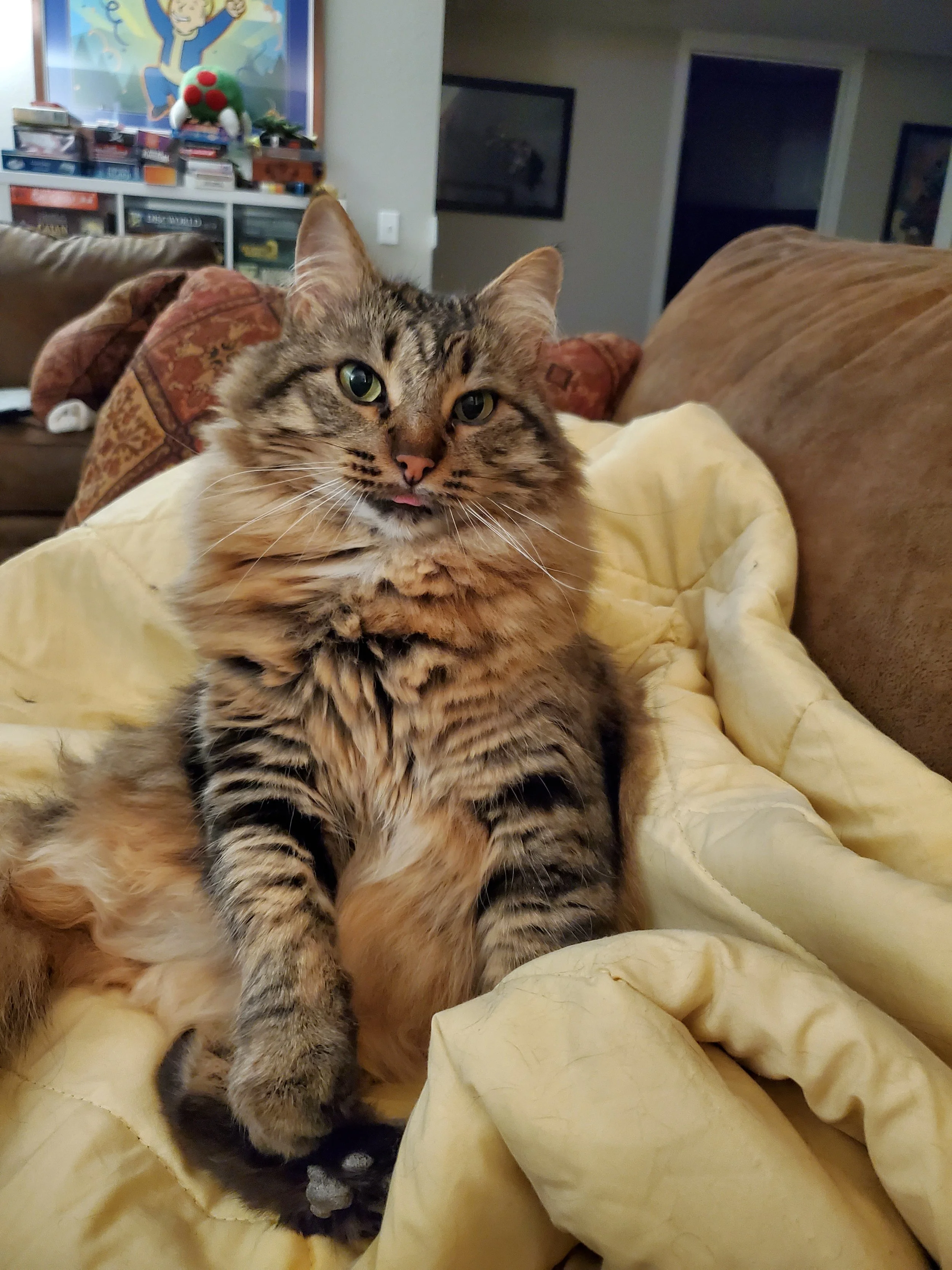 A fluffy three-legged cat relaxing on a blanket with his tongue out