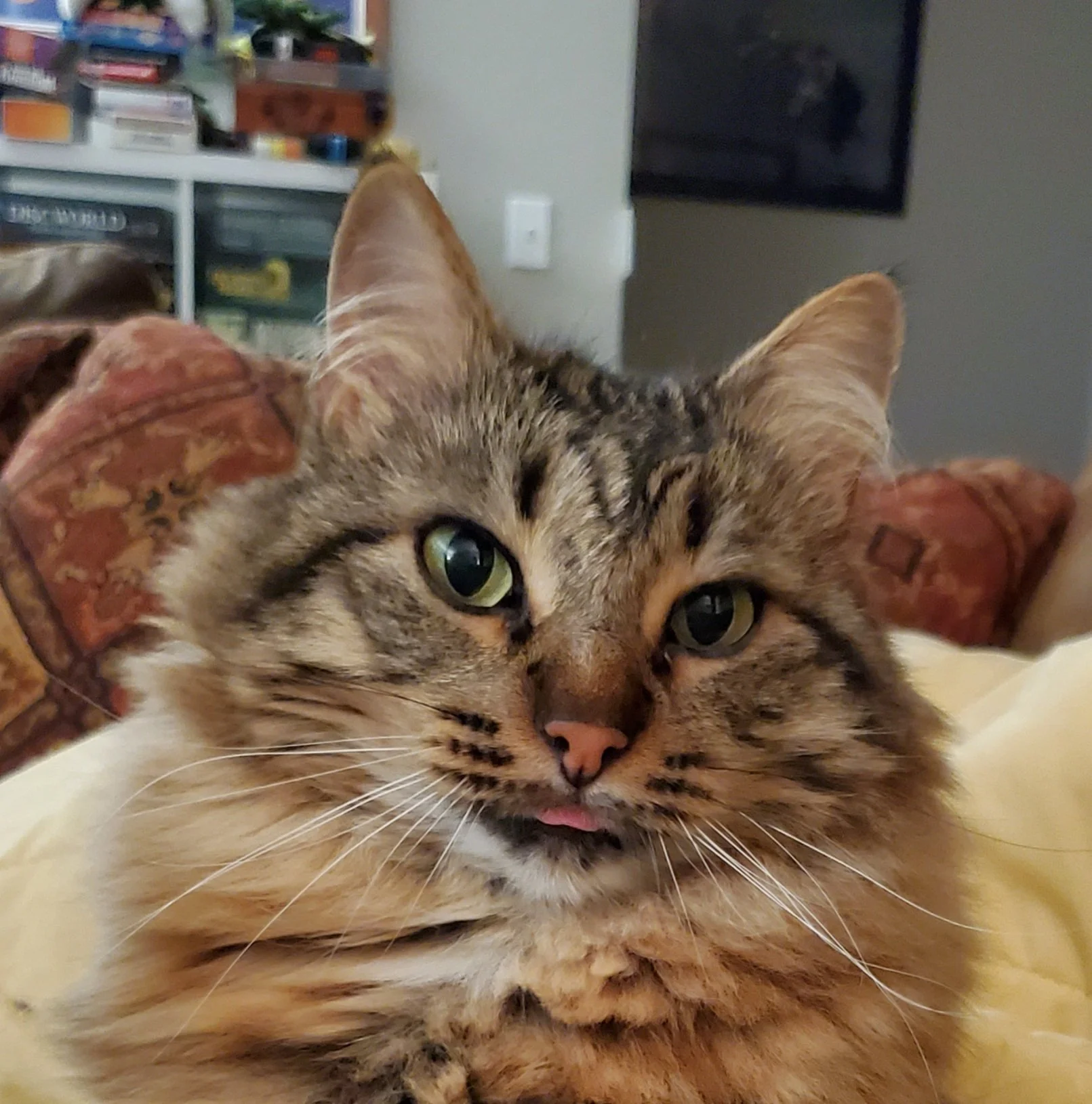 Long John with a blep.