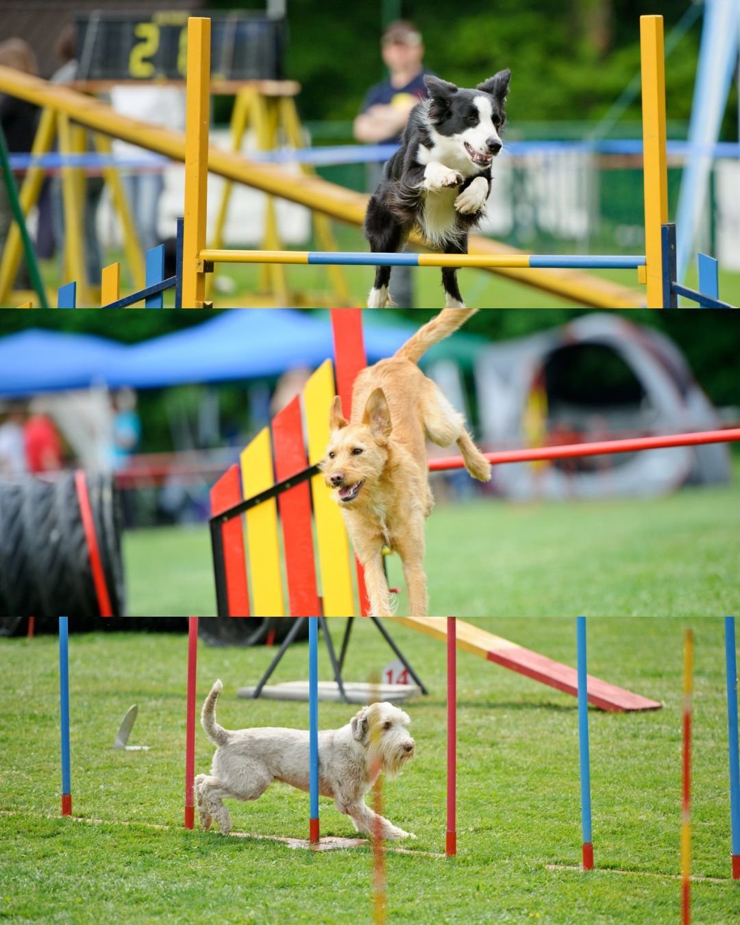 DASH Dog Agility Shows Hampshire, have 4 arenas of competitions on both Saturday and Sunday at this years Dogs Day Out🐾

Over 100 dogs of all different shapes and sizes will be taking part and you can watch them all from the ringside! 😍

Tiny Chihu
