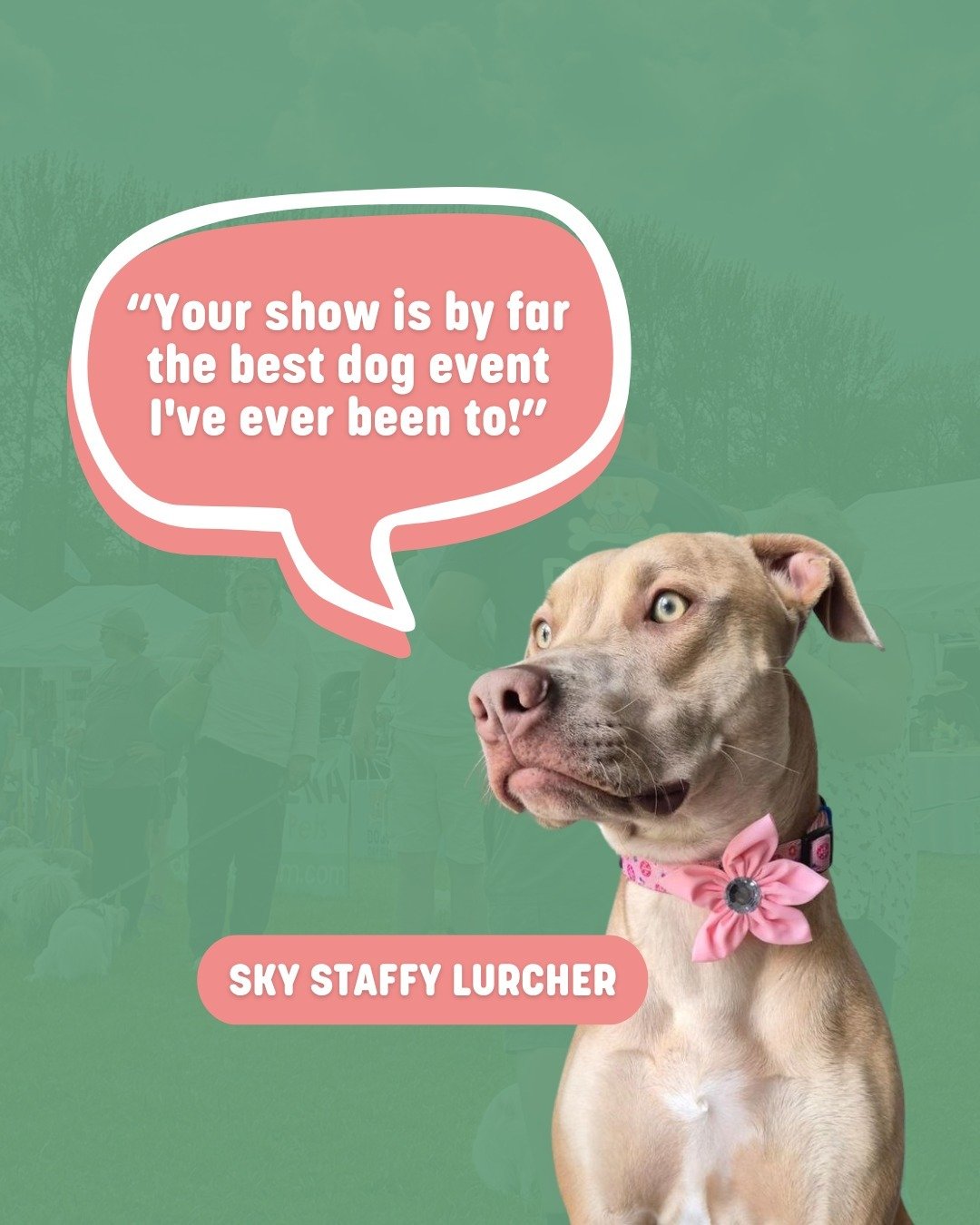 We are so grateful to all of the wonderful feedback on Dogs ay Out this year! 🐶 Thank you to @sky_staffy_lurcher for this kind review! 

Comment below your favourite part of the day ⬇️ 

Also don't forget, Super Early Bird tickets for 2025 are avail