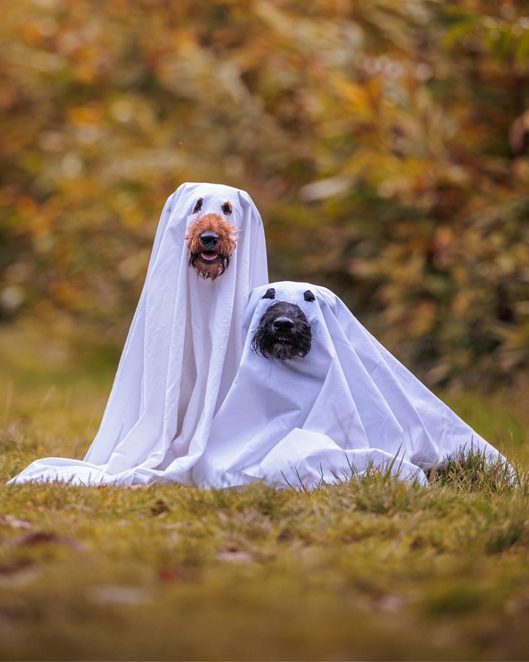 How cute are these pics by @dogsinfocusphotography! We cannot wait to work with @domorewithyourdoguk this year for a very exciting NEW series&hellip; 👀 

Keep your eyes peeled on our socials for more info! 🐶

Have a PAWsome Halloween everyone!

#do