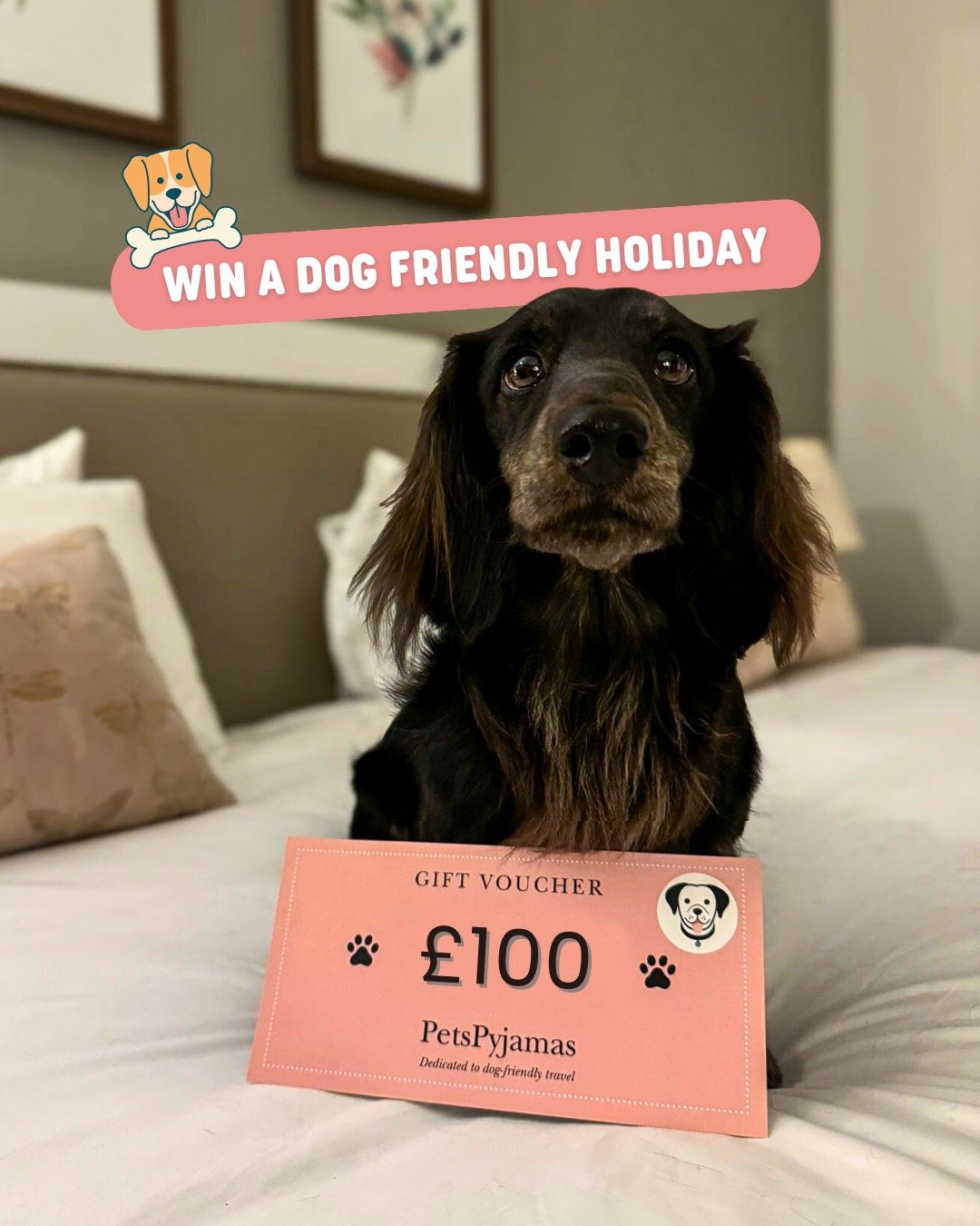We&rsquo;re SO excited for the Top Dog Talent Show at Dogs Day Out &ndash; and it&rsquo;s happening at 2pm on both Saturday and Sunday! 🐾🎤

Our lucky winners will receive a &pound;100 gift voucher from the amazing team at @thepetspyjamas  to put to