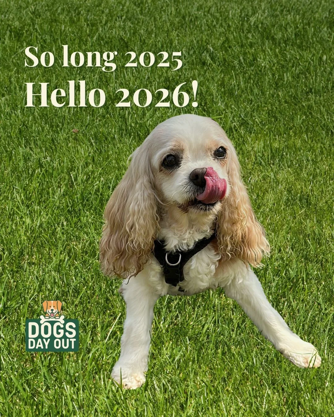 Happy New Year from all of us at Dogs Day Out 🐾

Thank you for being part of the community &amp; supporting our event - here&rsquo;s to 2026 🥂  May your days be filled with more walkies, tail wags, sniffs, licks and great dogs days out ❤️ 

#dogsda