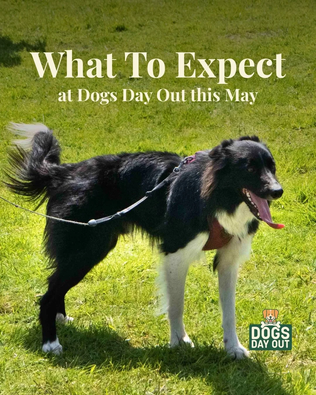 Wondering what to expect at Dogs Day Out this May? 
Whether you&rsquo;ve got a bouncy puppy, a chilled older dog or just love a good family day out there&rsquo;s something for everyone 🐾 

🎟️ fun dog show
🎯 have a go activities
🐾 live demos
🛍️ s