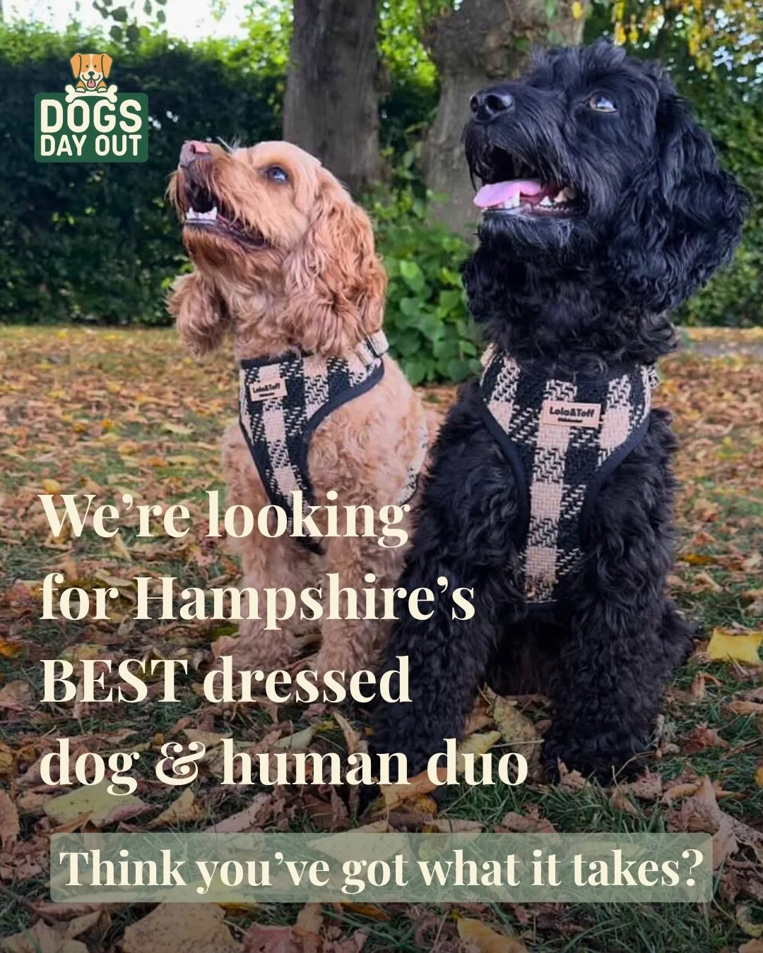 This is not a drill&hellip; the doggy fashion show is happening!
Introducing DOGS &amp; DIVAS - where style, personality and a little bit of sass take centre stage ✨

Whether your dog is
💅🏻 full glam
🌷 effortlessly chic
😂or just trying their best