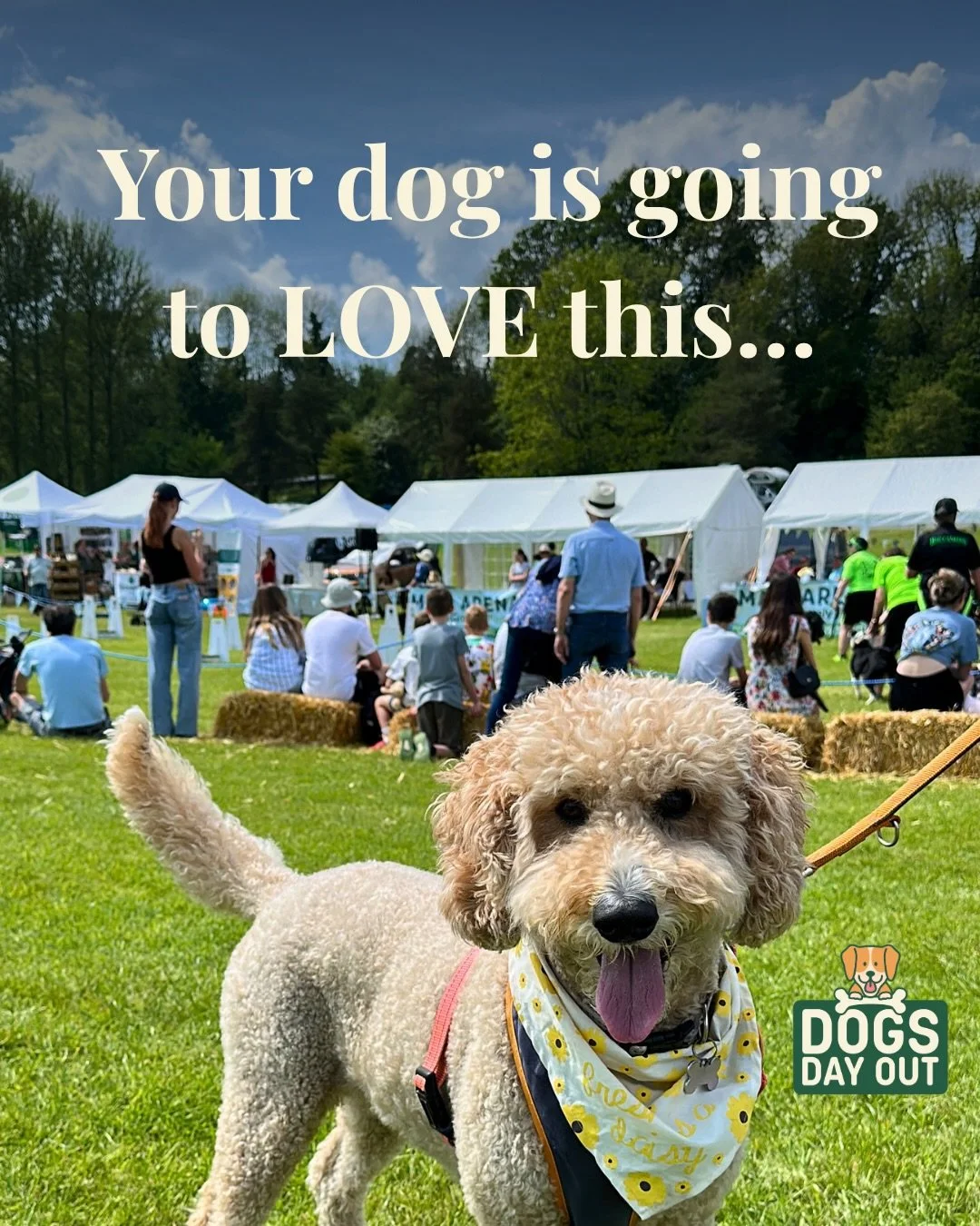 🐾 Come and spoil your dog&hellip;
We&rsquo;ve got some incredible small businesses joining us at Dogs Day Out - from natural treats to handmade accessories and expert care.

Whether your dog loves snacks, toys or a little pampering&hellip; there&rsq