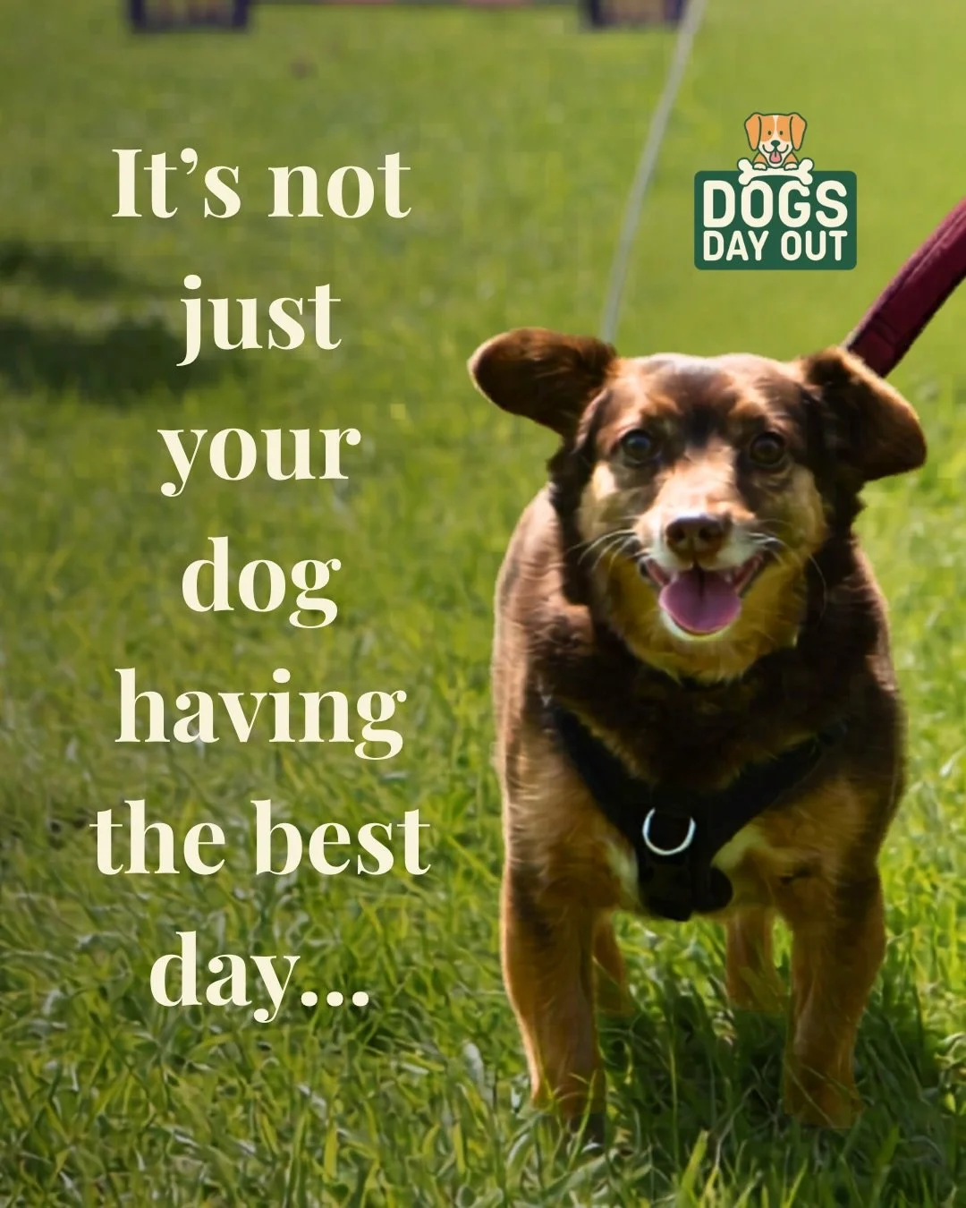 Your dog&rsquo;s going to have the BEST day at Dogs Day Out&hellip; 🐾 but we&rsquo;ve made sure you do too 👀

We&rsquo;re so excited to have @globetrottersgolf bringing their 18-hole mini golf course to the event ⛳️

Think colourful courses, a bit 